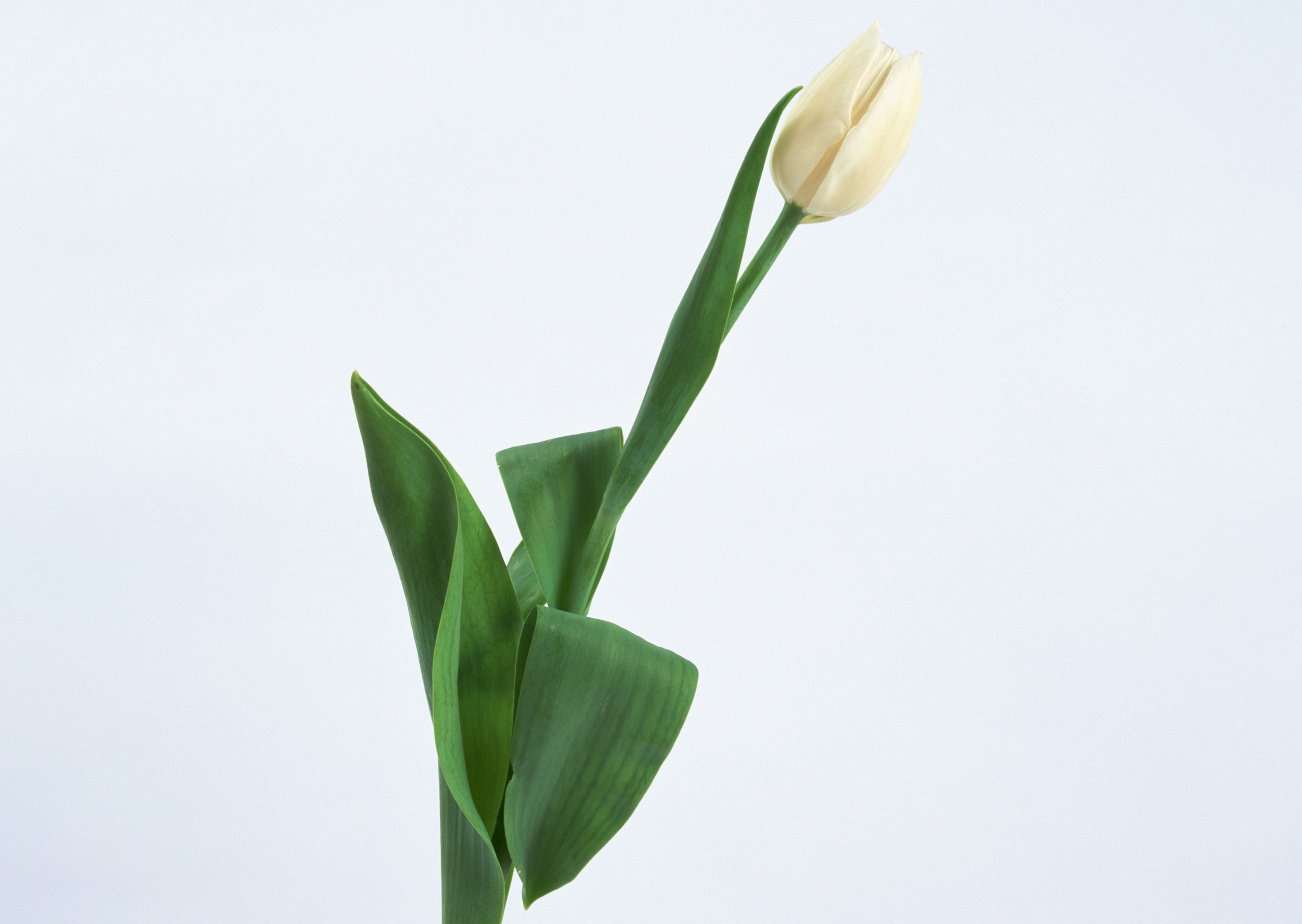 Free download high resolution image - free image free photo free stock image public domain picture -One white tulip