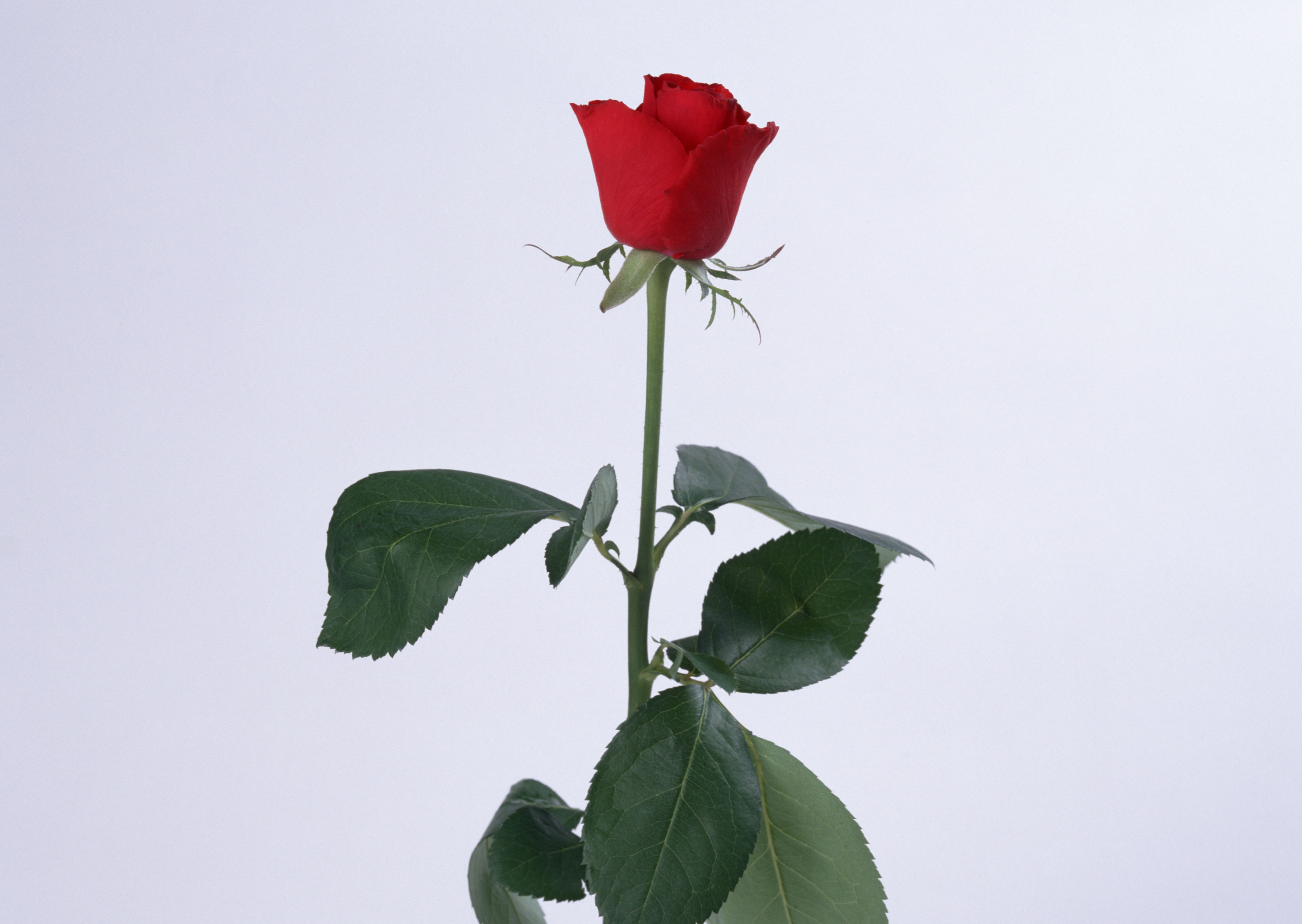 Free download high resolution image - free image free photo free stock image public domain picture -single scarlet rose