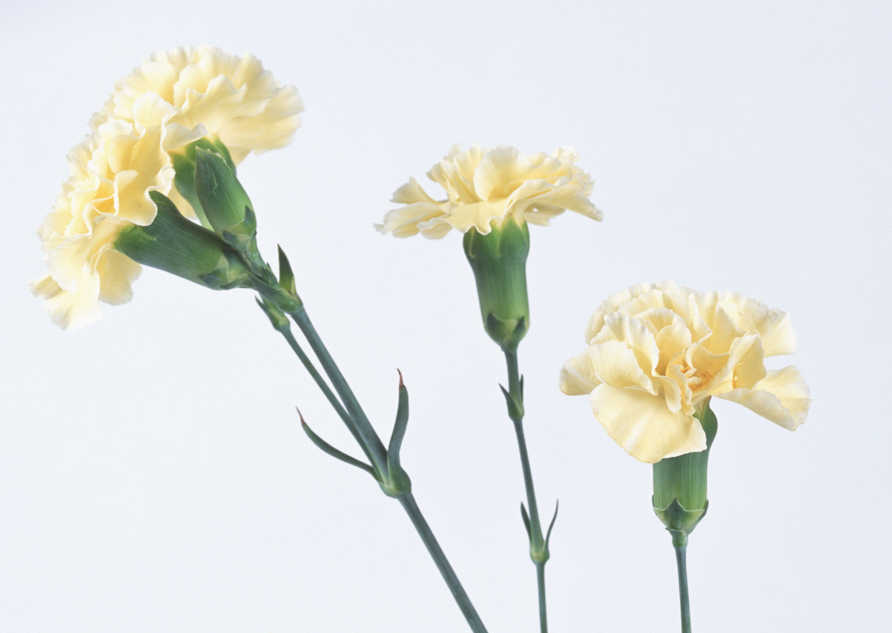 Free download high resolution image - free image free photo free stock image public domain picture -Yellow Carnation flowers