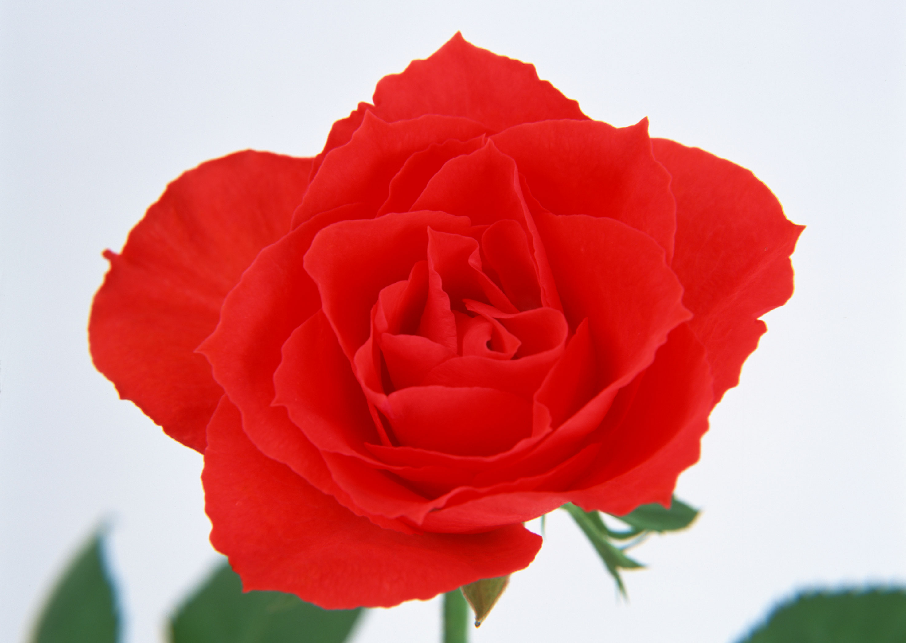 Free download high resolution image - free image free photo free stock image public domain picture -Red rose