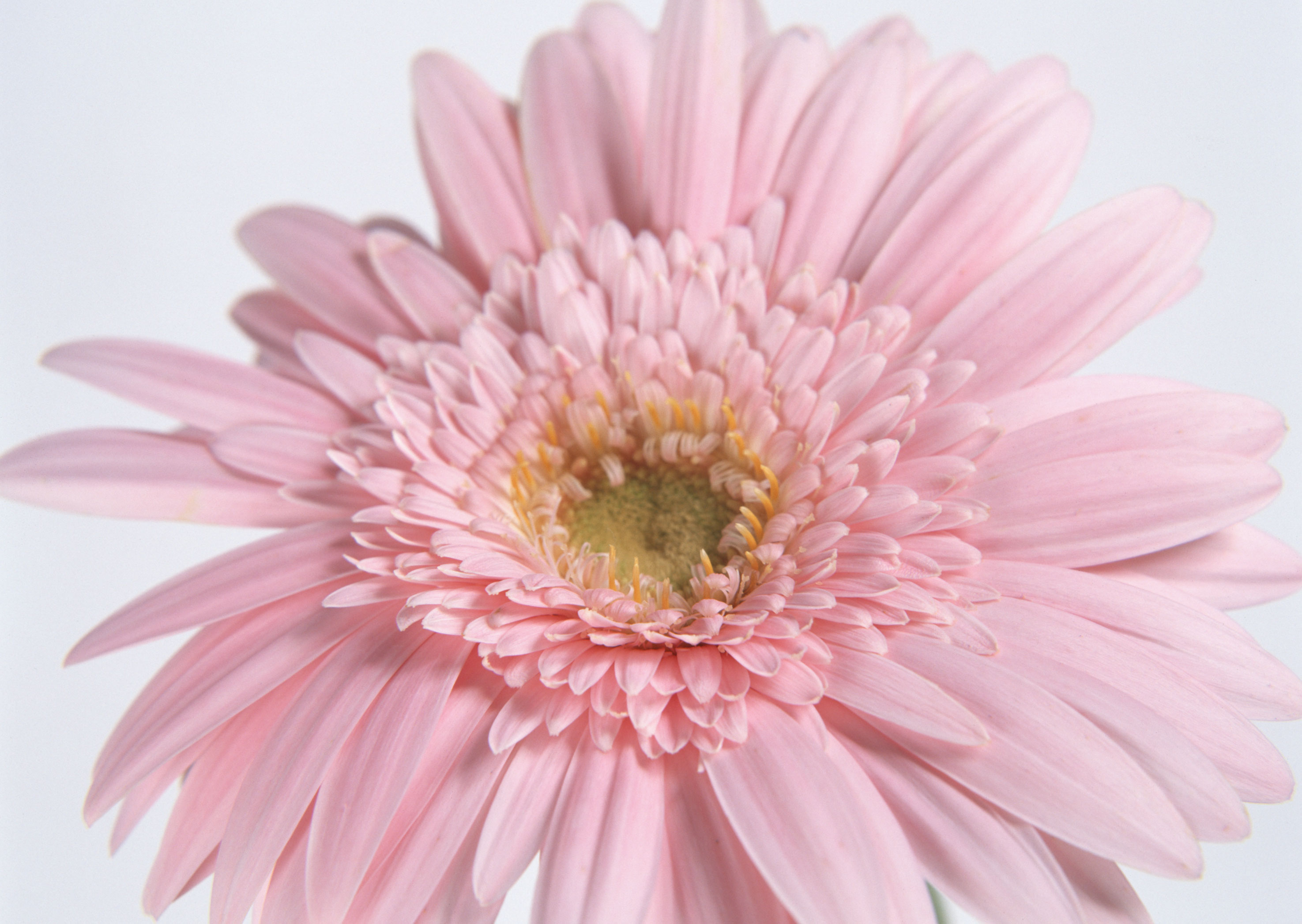 Free download high resolution image - free image free photo free stock image public domain picture -Chrysanthemum daisy