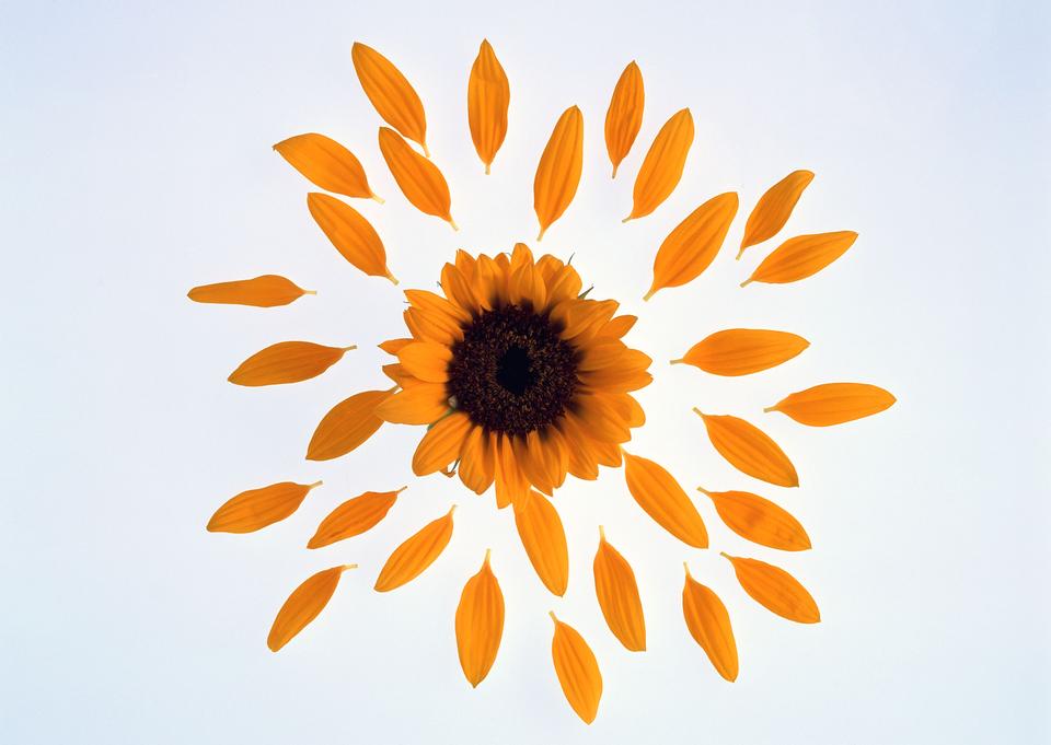 Free download high resolution image - free image free photo free stock image public domain picture  Sunflower petals