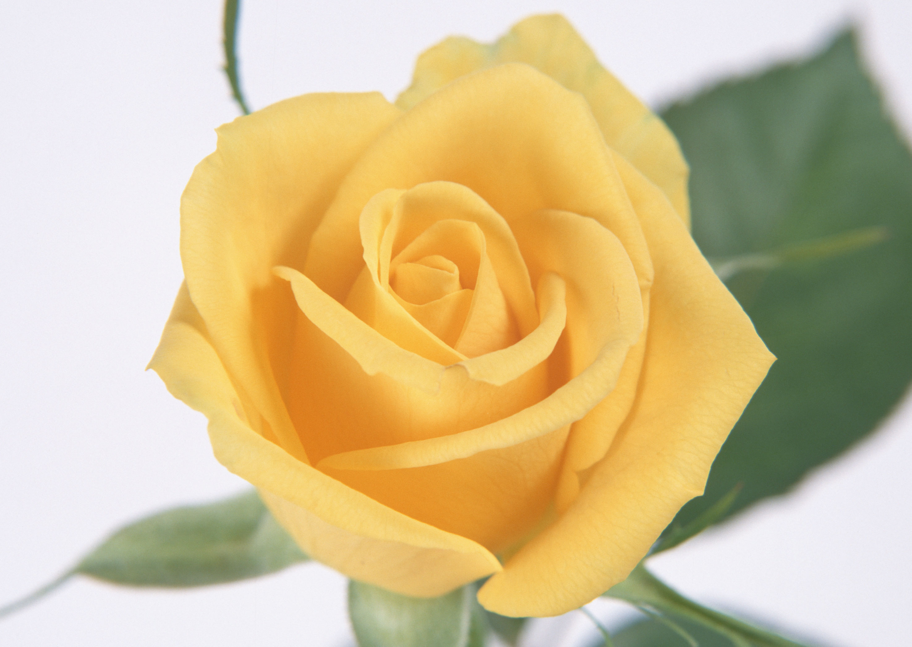 Free download high resolution image - free image free photo free stock image public domain picture -Single beautiful yellow rose