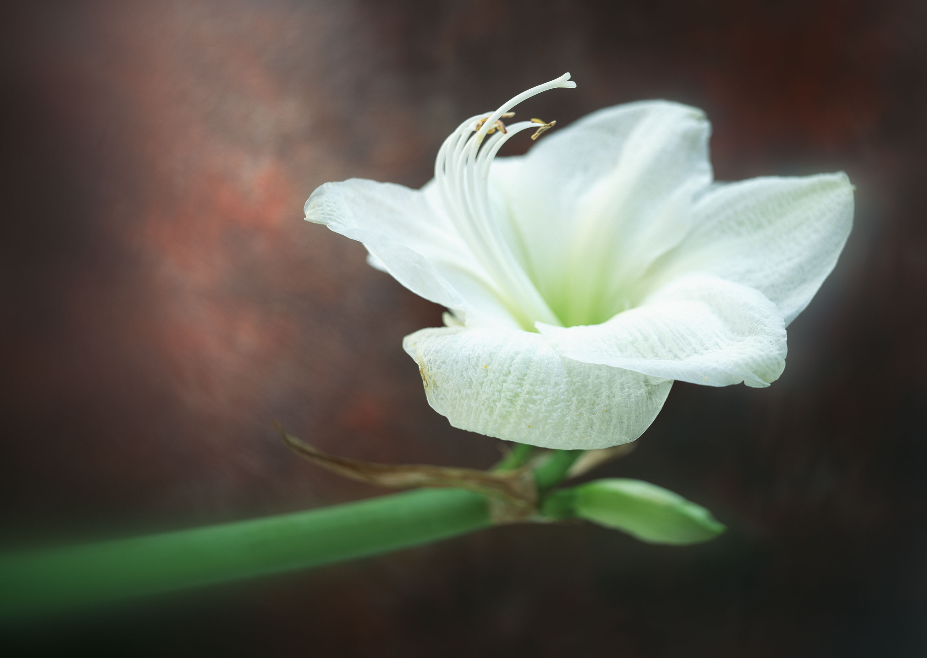 Free download high resolution image - free image free photo free stock image public domain picture -easter lily