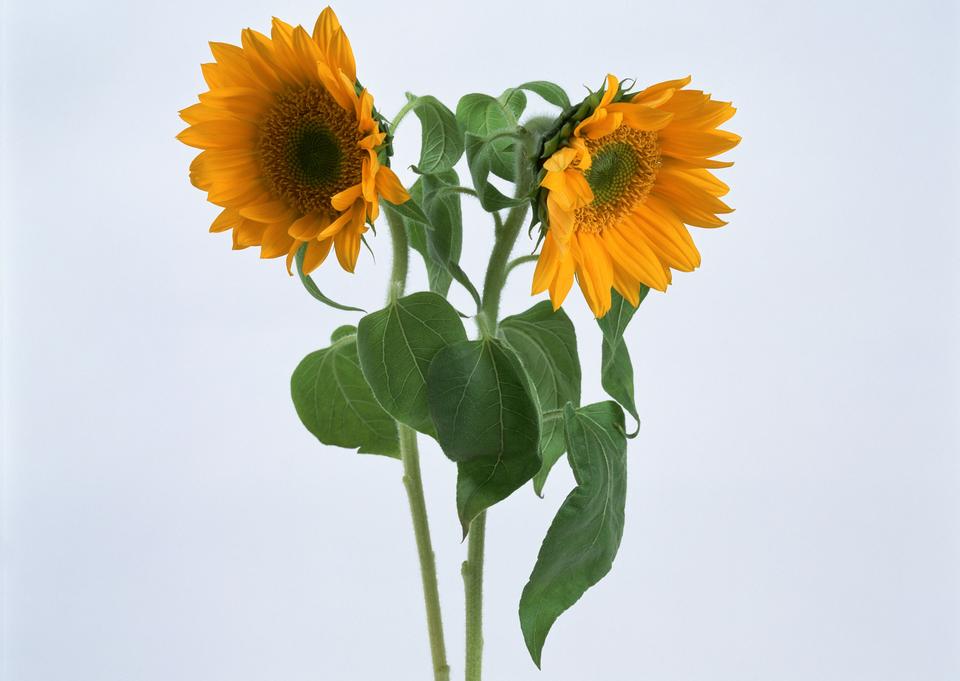 Free download high resolution image - free image free photo free stock image public domain picture  Bouquet of sunflowers