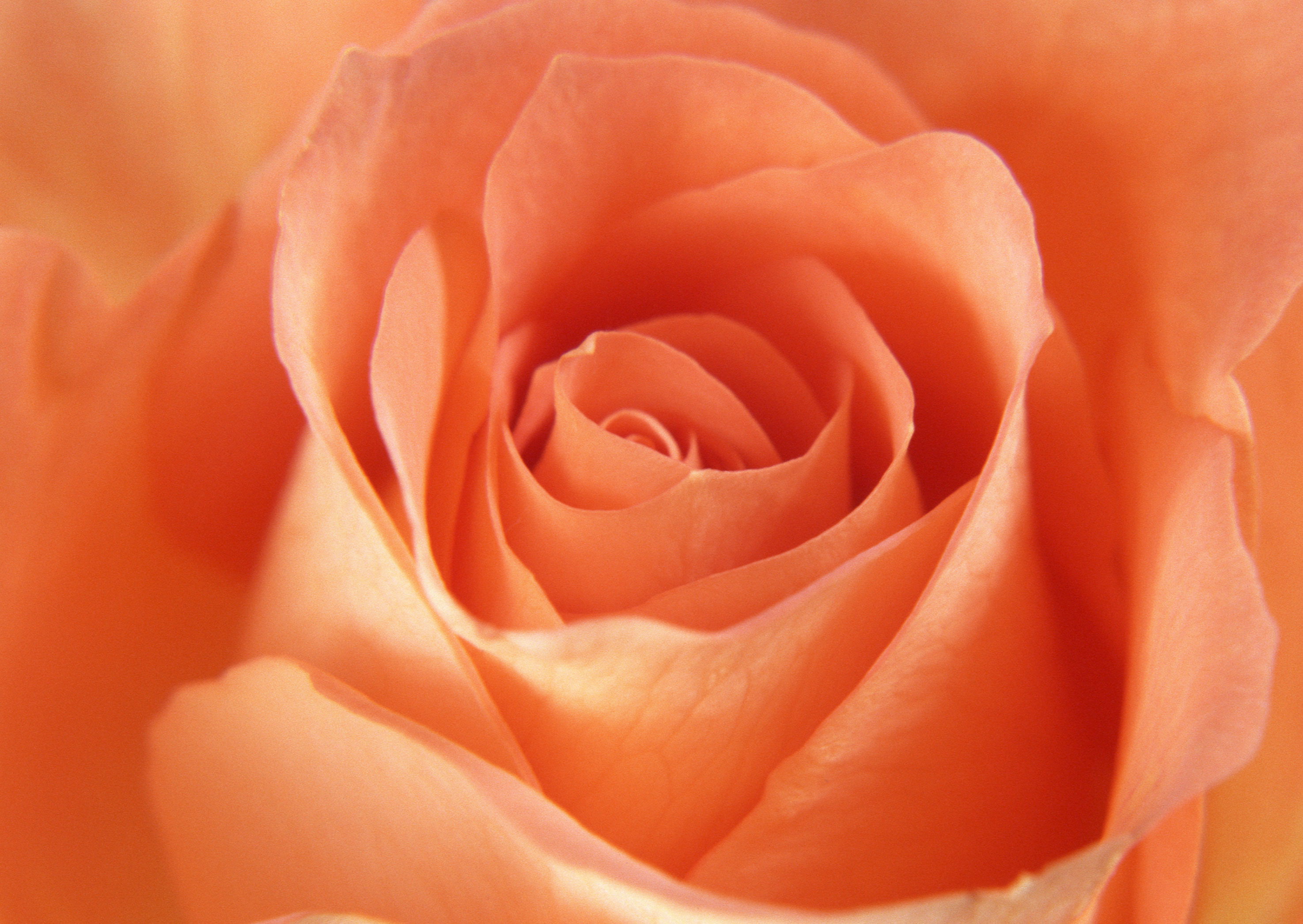 Free download high resolution image - free image free photo free stock image public domain picture -Close up of a yellow rose