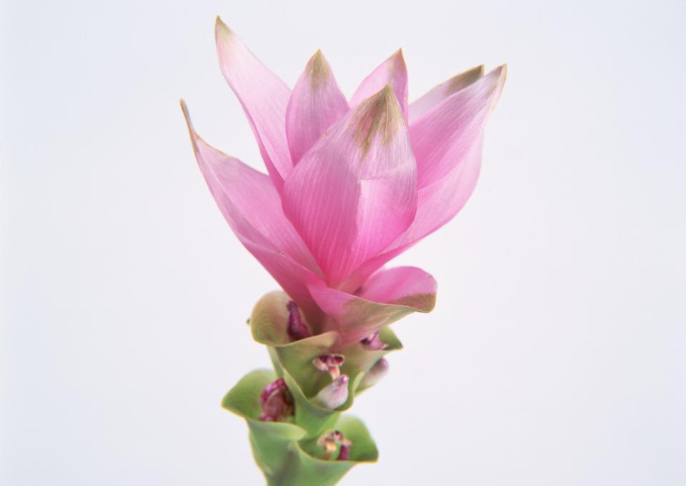 Free download high resolution image - free image free photo free stock image public domain picture  Beautiful lotus