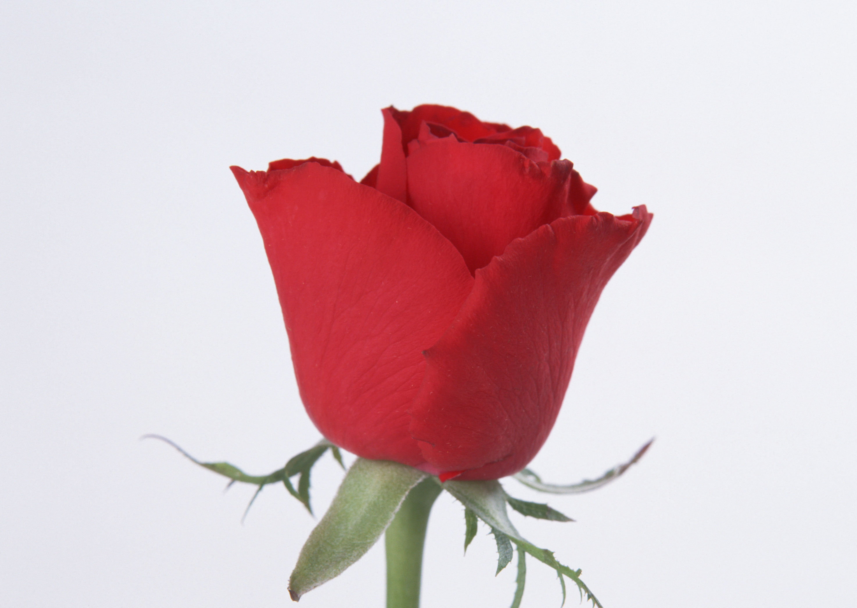 Free download high resolution image - free image free photo free stock image public domain picture -Red rose