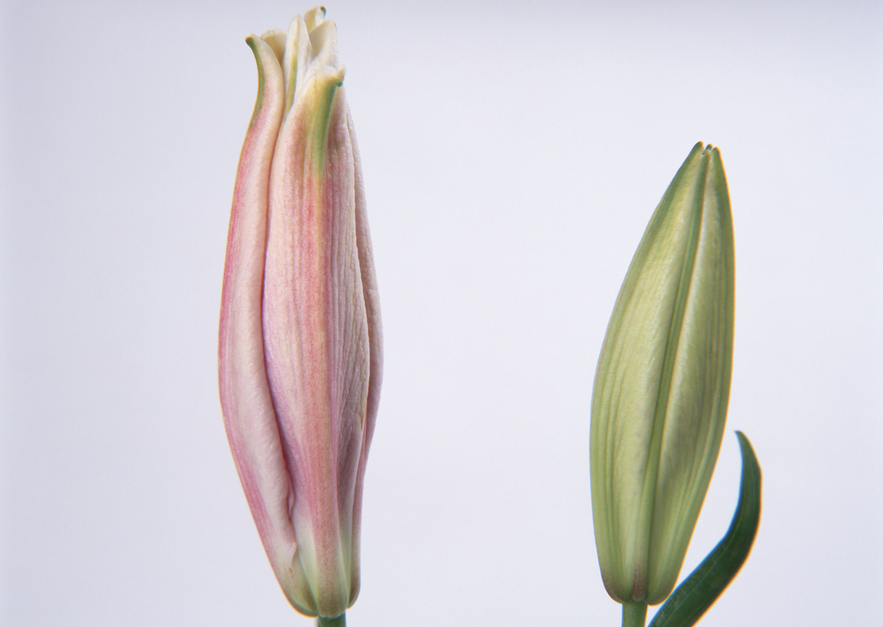 Free download high resolution image - free image free photo free stock image public domain picture -Two buds