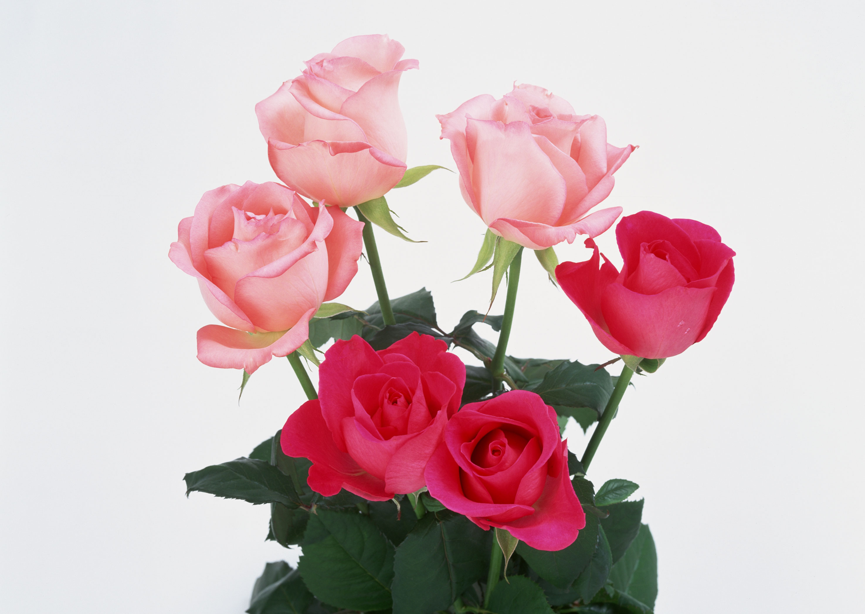 Free download high resolution image - free image free photo free stock image public domain picture -bouquet of yellow roses in basket on white background