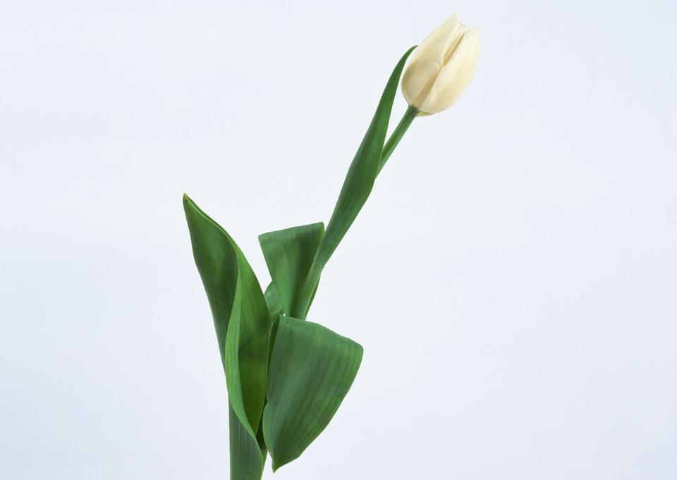 Free download high resolution image - free image free photo free stock image public domain picture  One white tulip