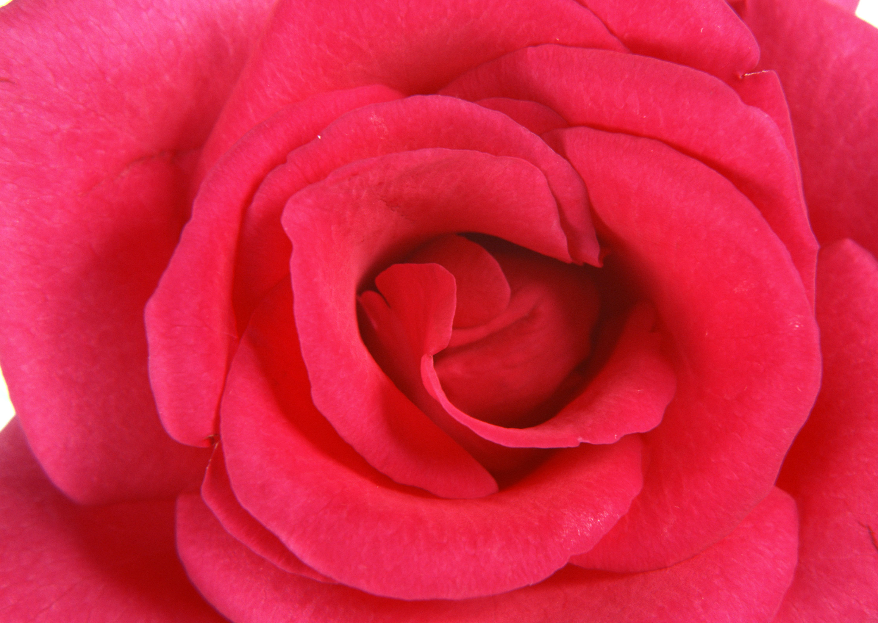 Free download high resolution image - free image free photo free stock image public domain picture -Pink rose bud macro