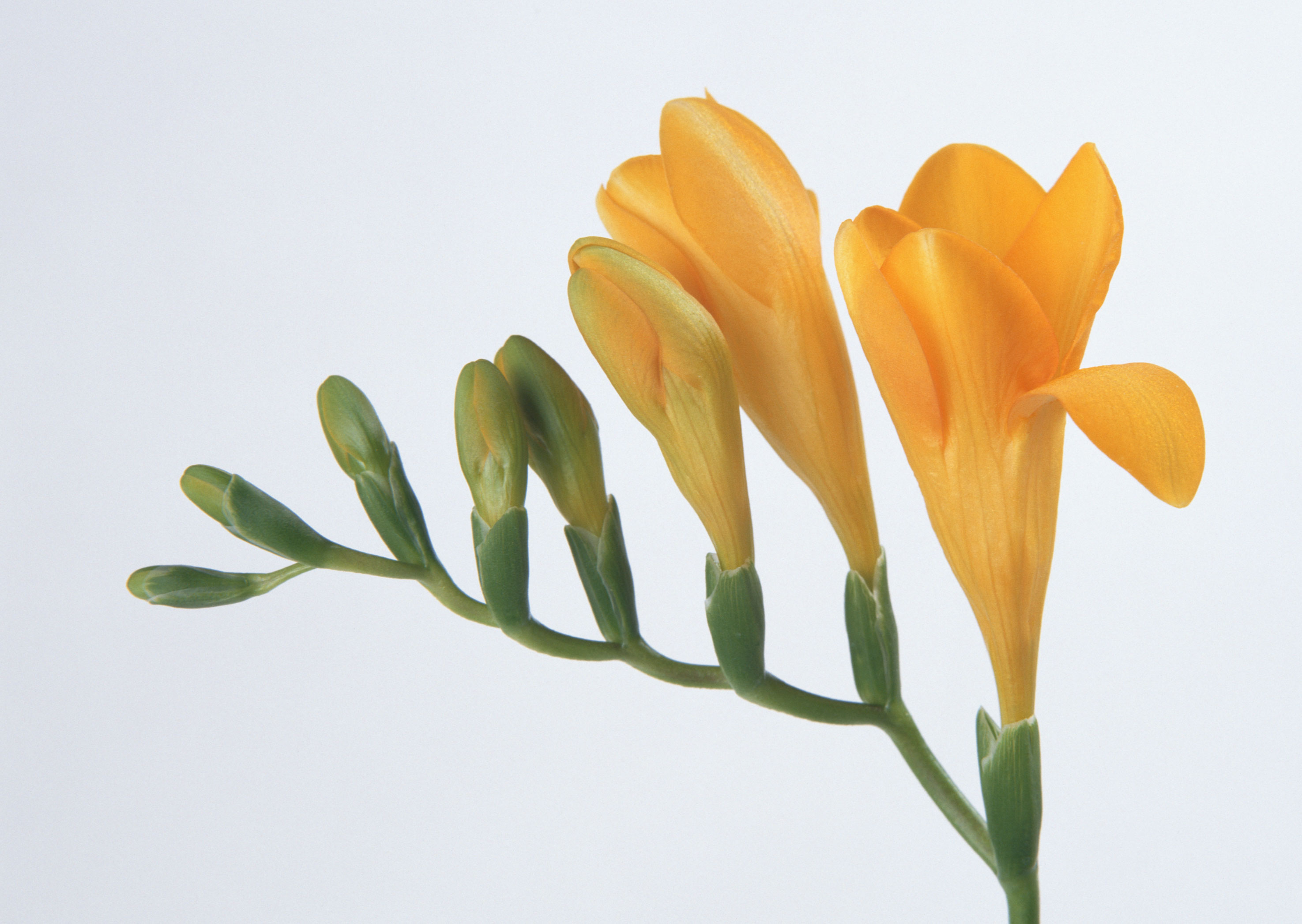 Free download high resolution image - free image free photo free stock image public domain picture -yellow flower