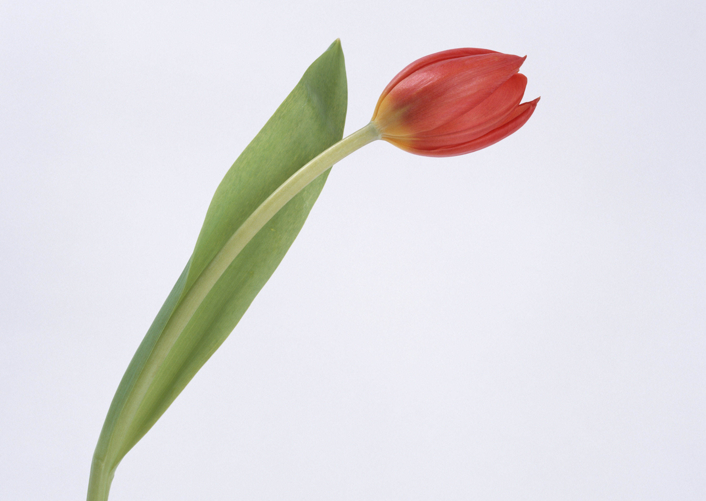 Free download high resolution image - free image free photo free stock image public domain picture -One red tulip isolated close up