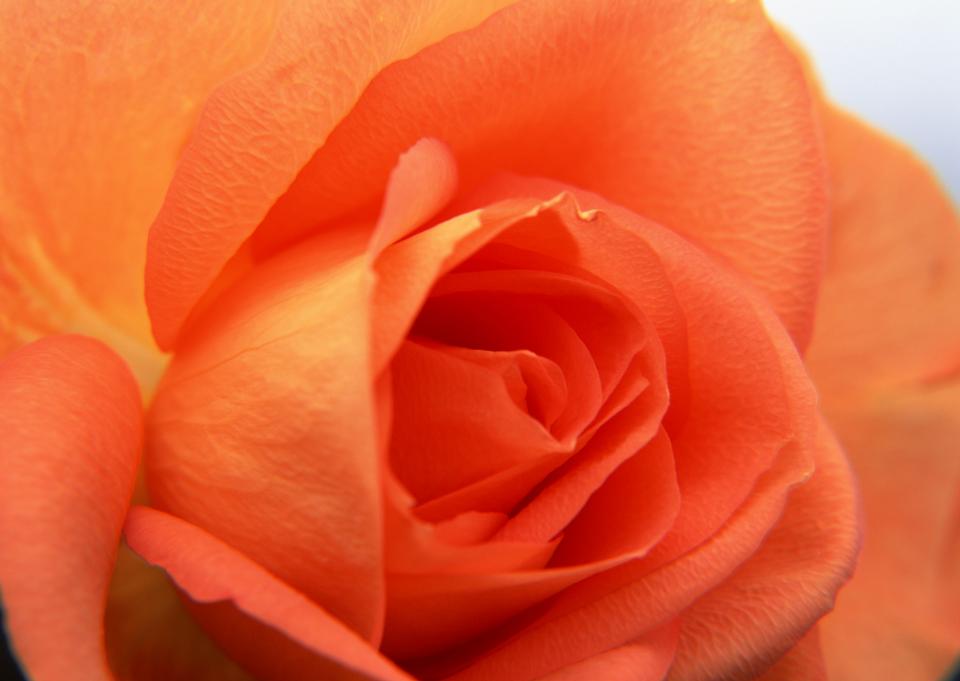 Free download high resolution image - free image free photo free stock image public domain picture  close-up of rose