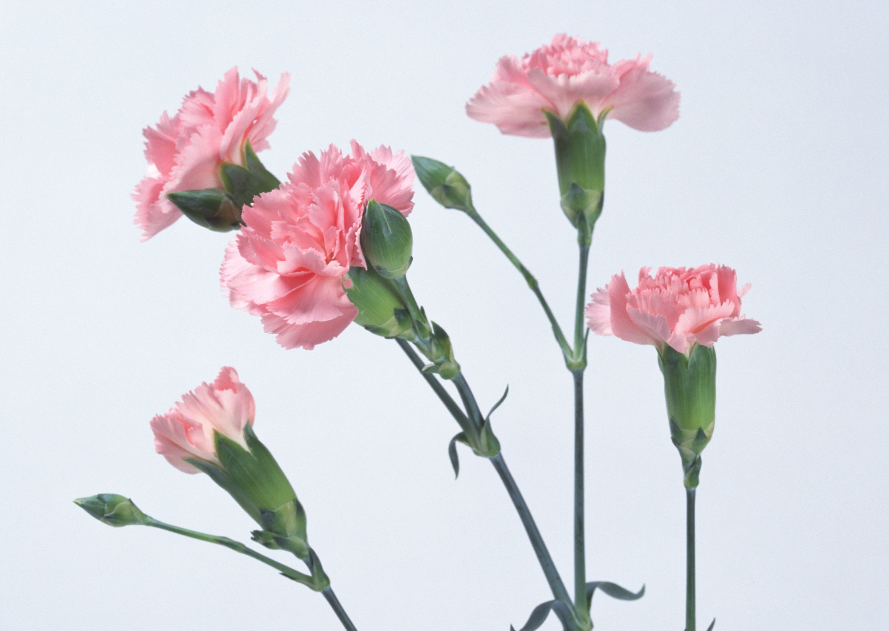 Free download high resolution image - free image free photo free stock image public domain picture -Pink Carnation flowers