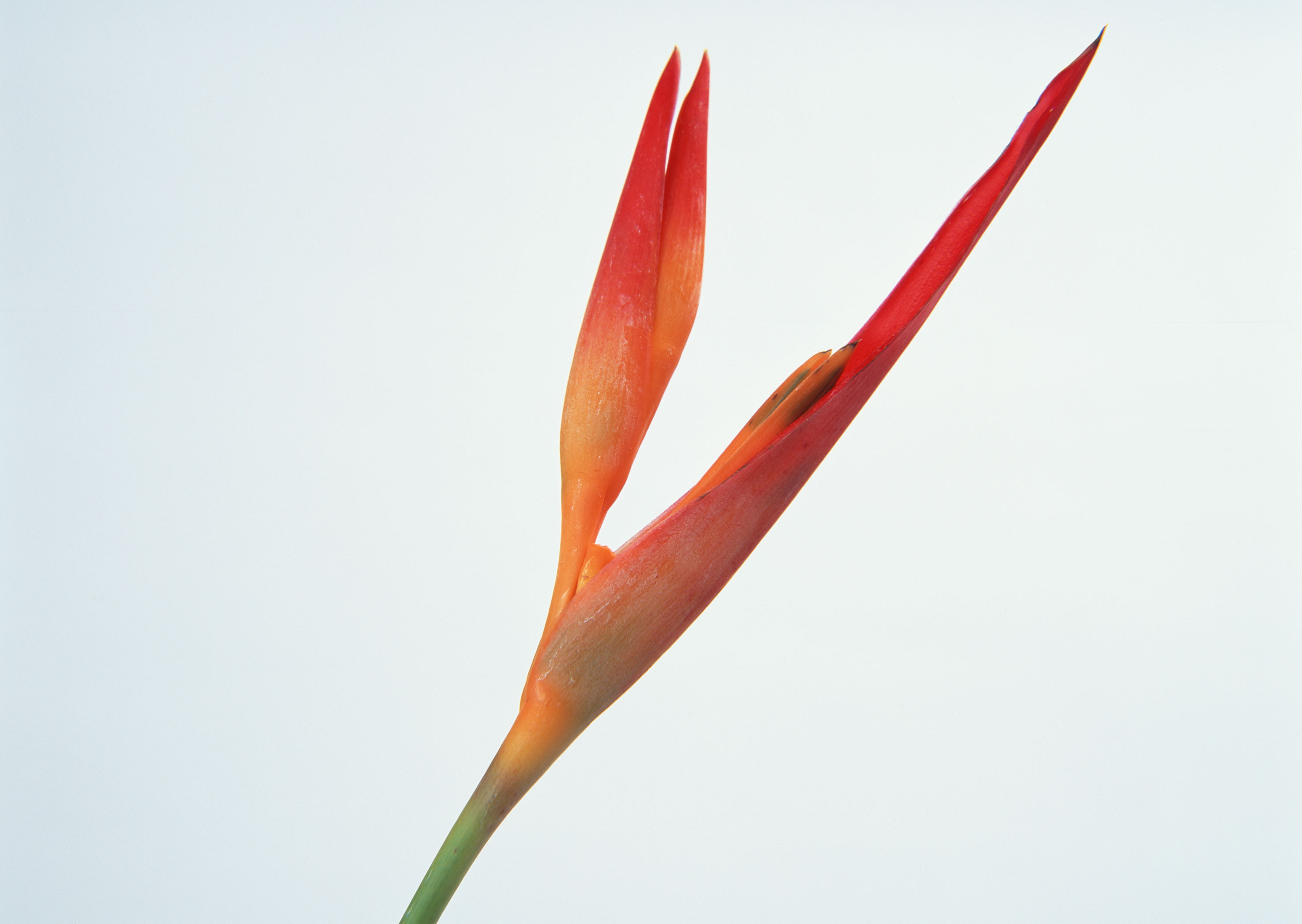 Free download high resolution image - free image free photo free stock image public domain picture -Hairy Tongued Restrepia Orchid