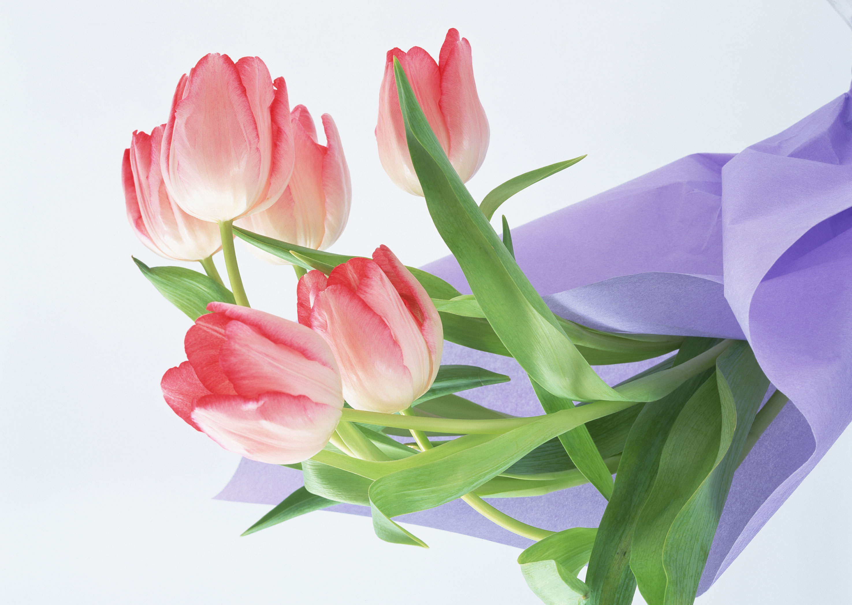 Free download high resolution image - free image free photo free stock image public domain picture -bouquet of tulip