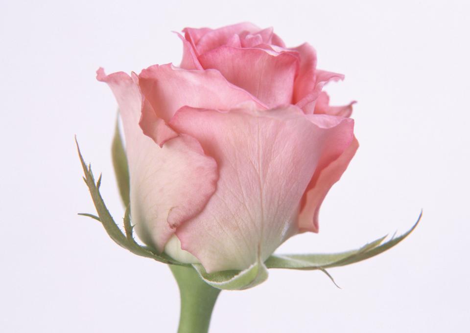 Free download high resolution image - free image free photo free stock image public domain picture  Single beautiful pink rose