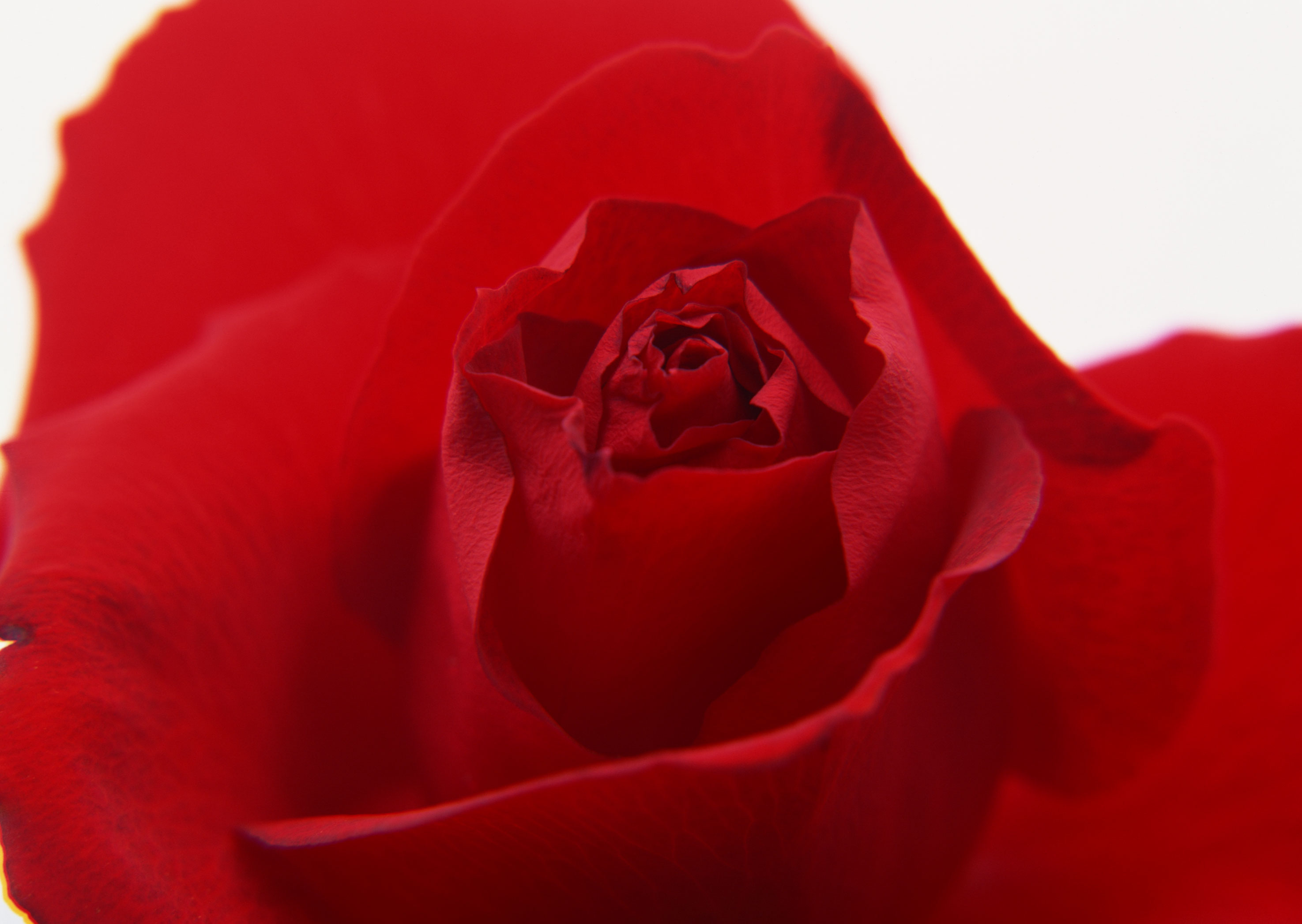 Free download high resolution image - free image free photo free stock image public domain picture -close-up of red rose