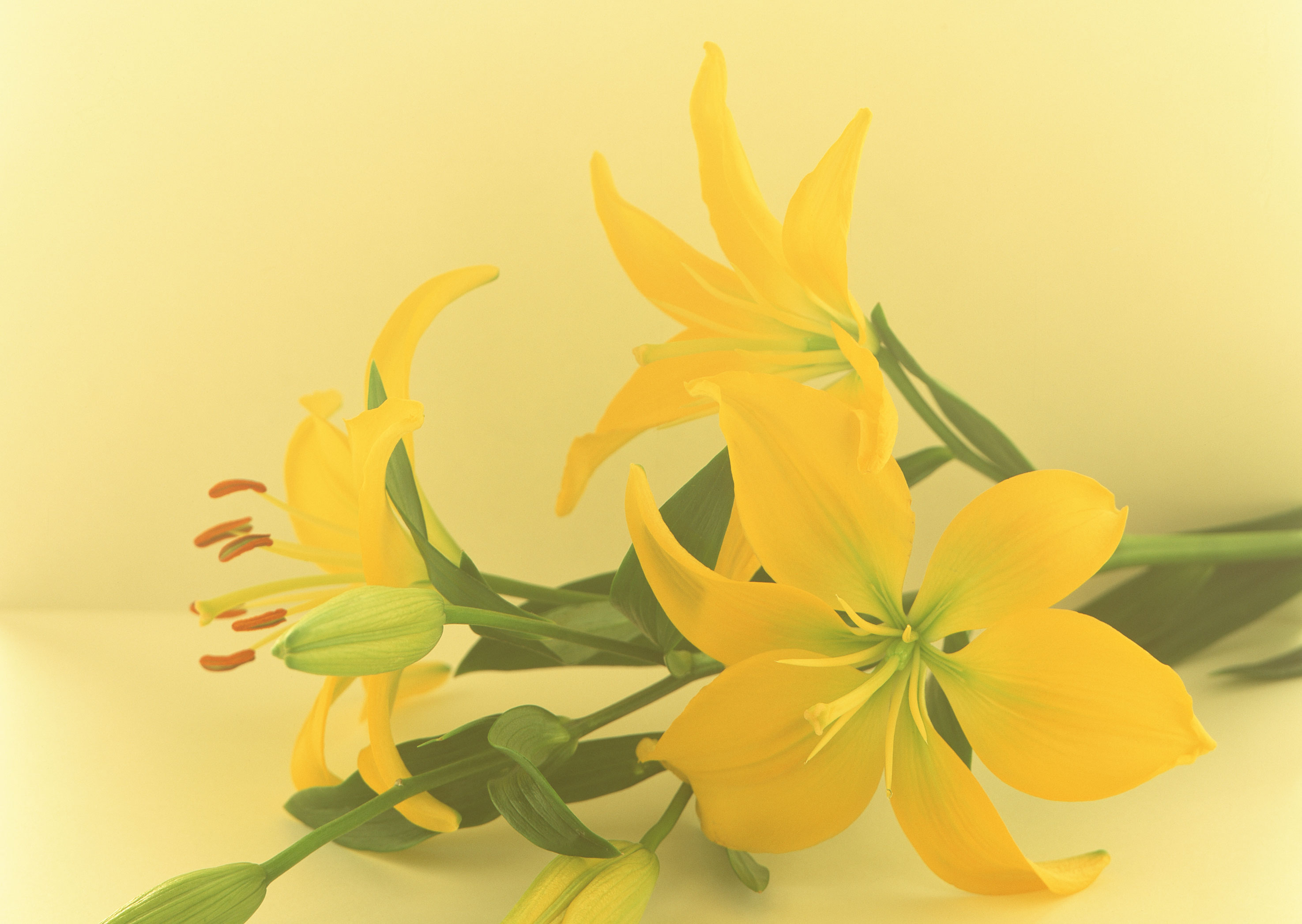 Free download high resolution image - free image free photo free stock image public domain picture -Beautiful lilies