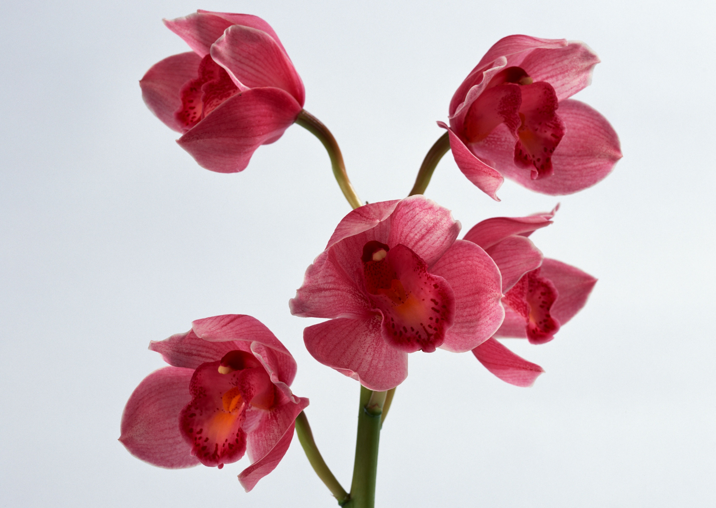 Free download high resolution image - free image free photo free stock image public domain picture -Purple Orchid Flower