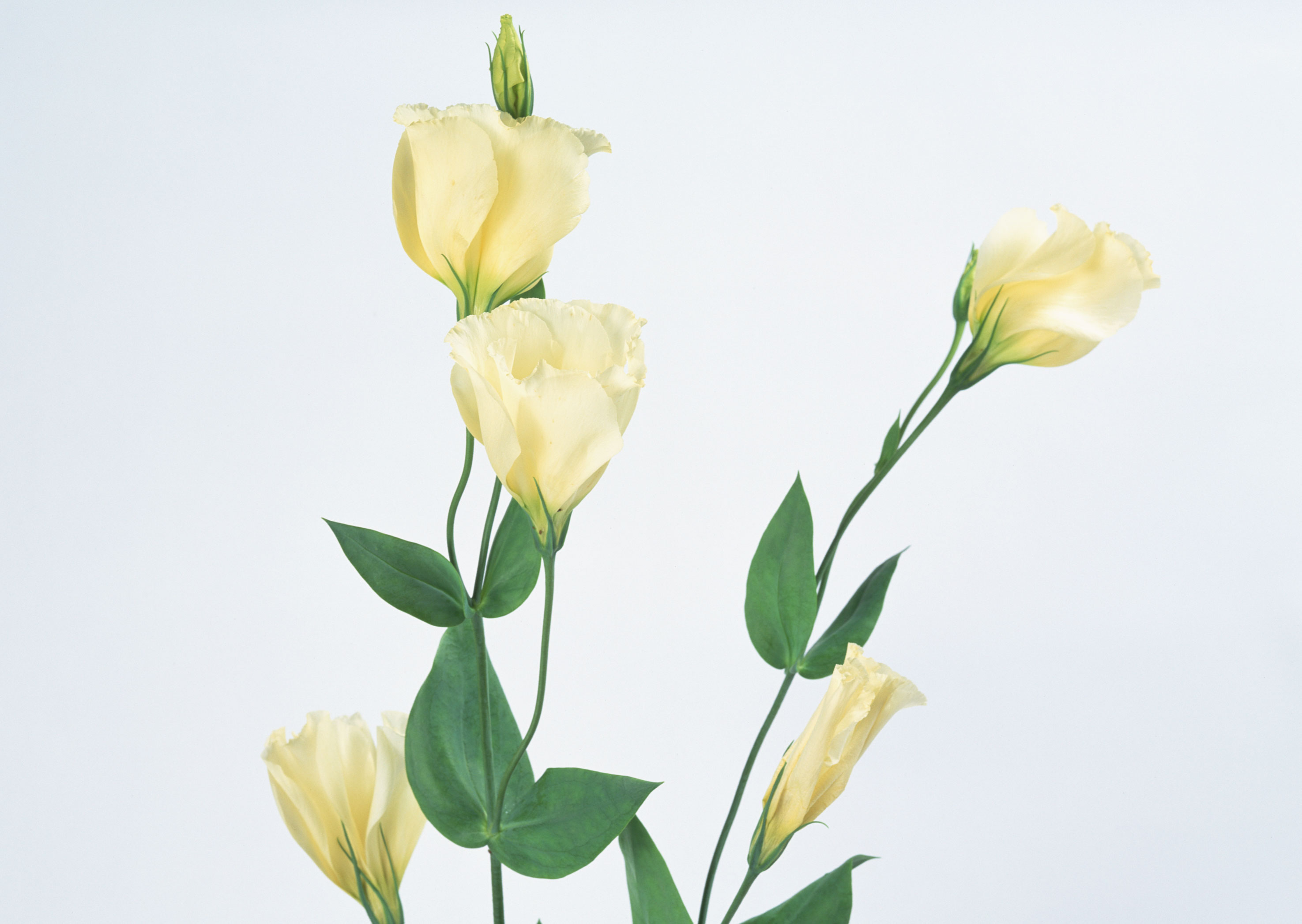 Free download high resolution image - free image free photo free stock image public domain picture -Natural tint yellow flower