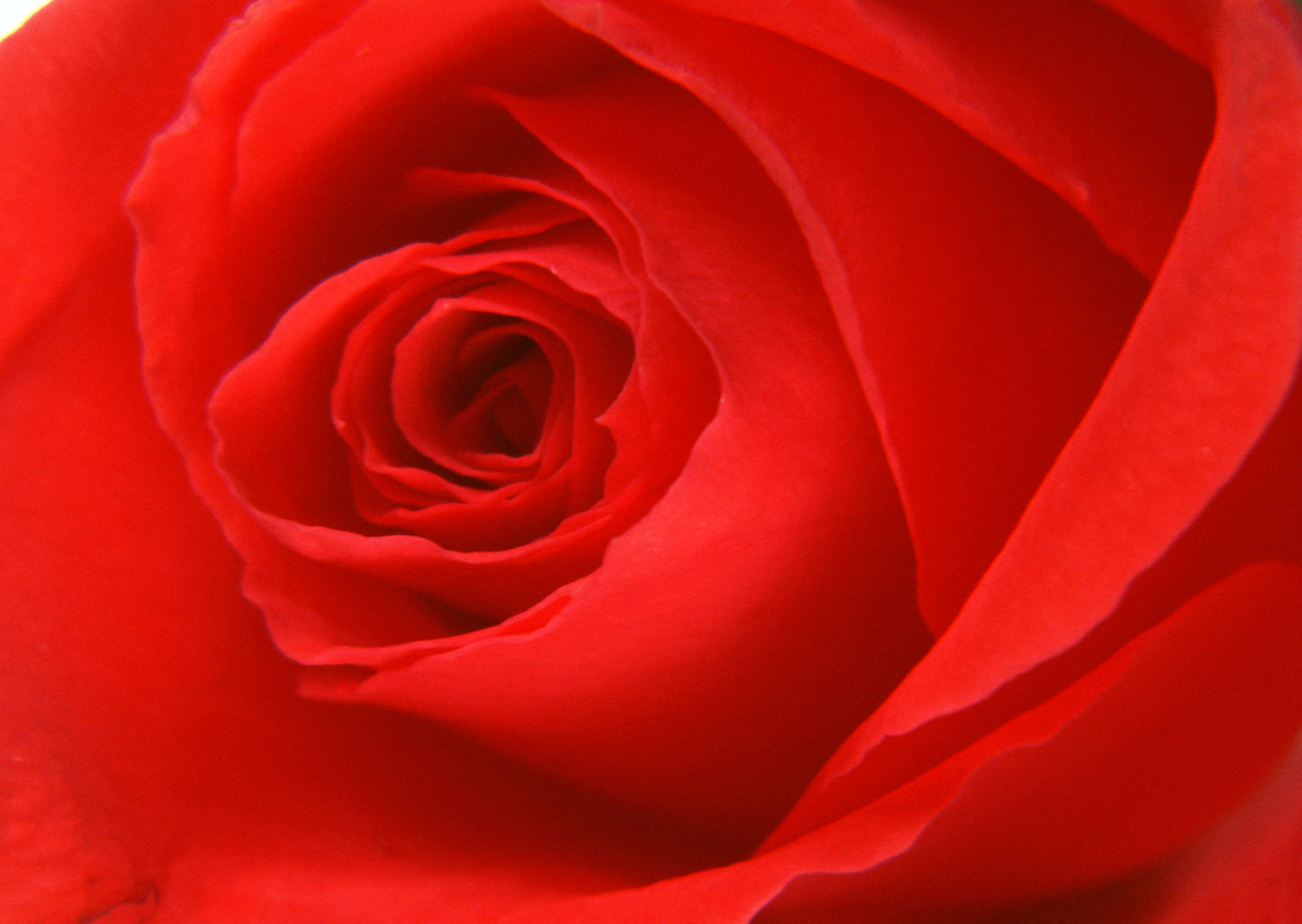 Free download high resolution image - free image free photo free stock image public domain picture -Macro image of red rose