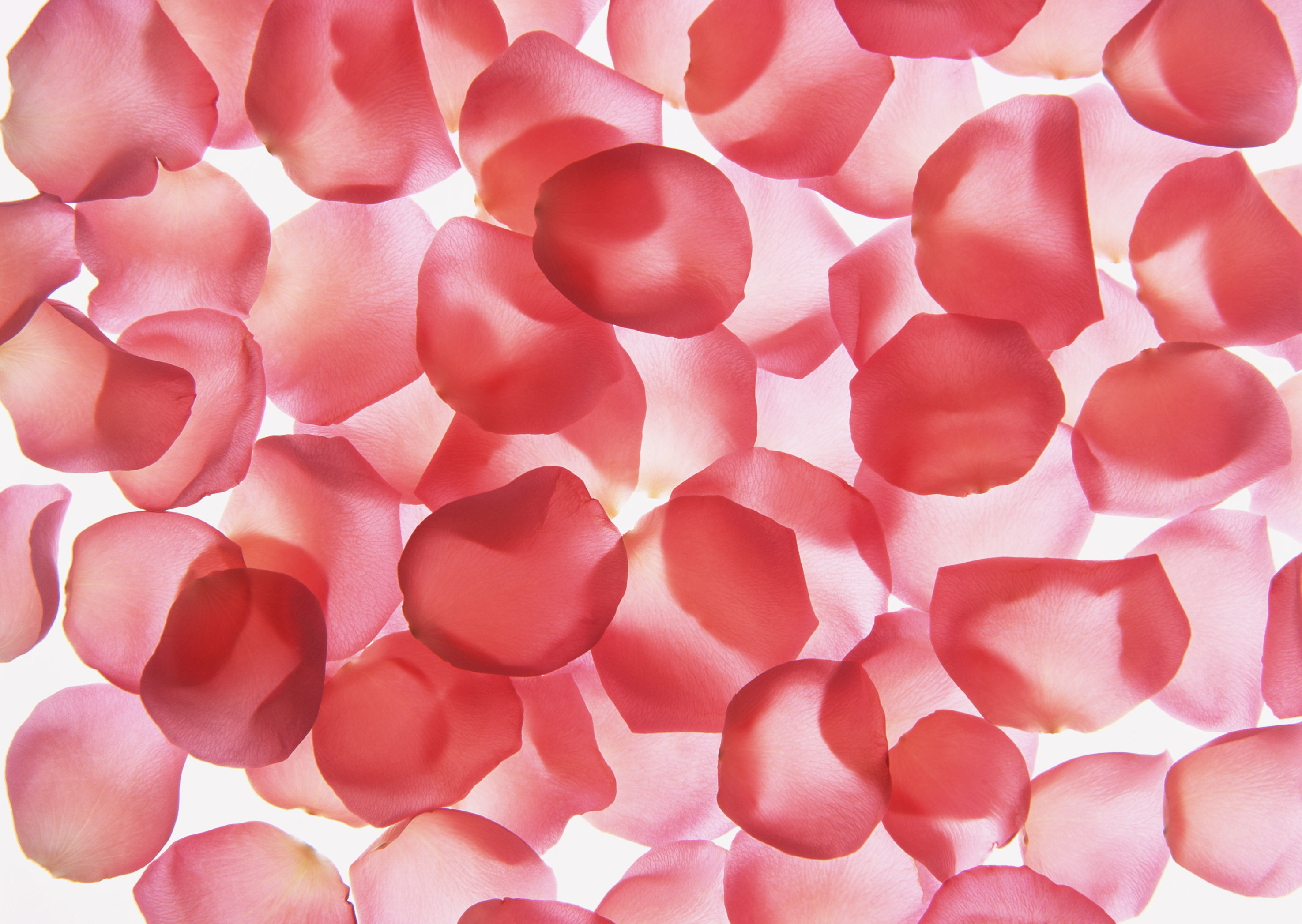 Free download high resolution image - free image free photo free stock image public domain picture -A lot of red and pink rose petals isolated on white