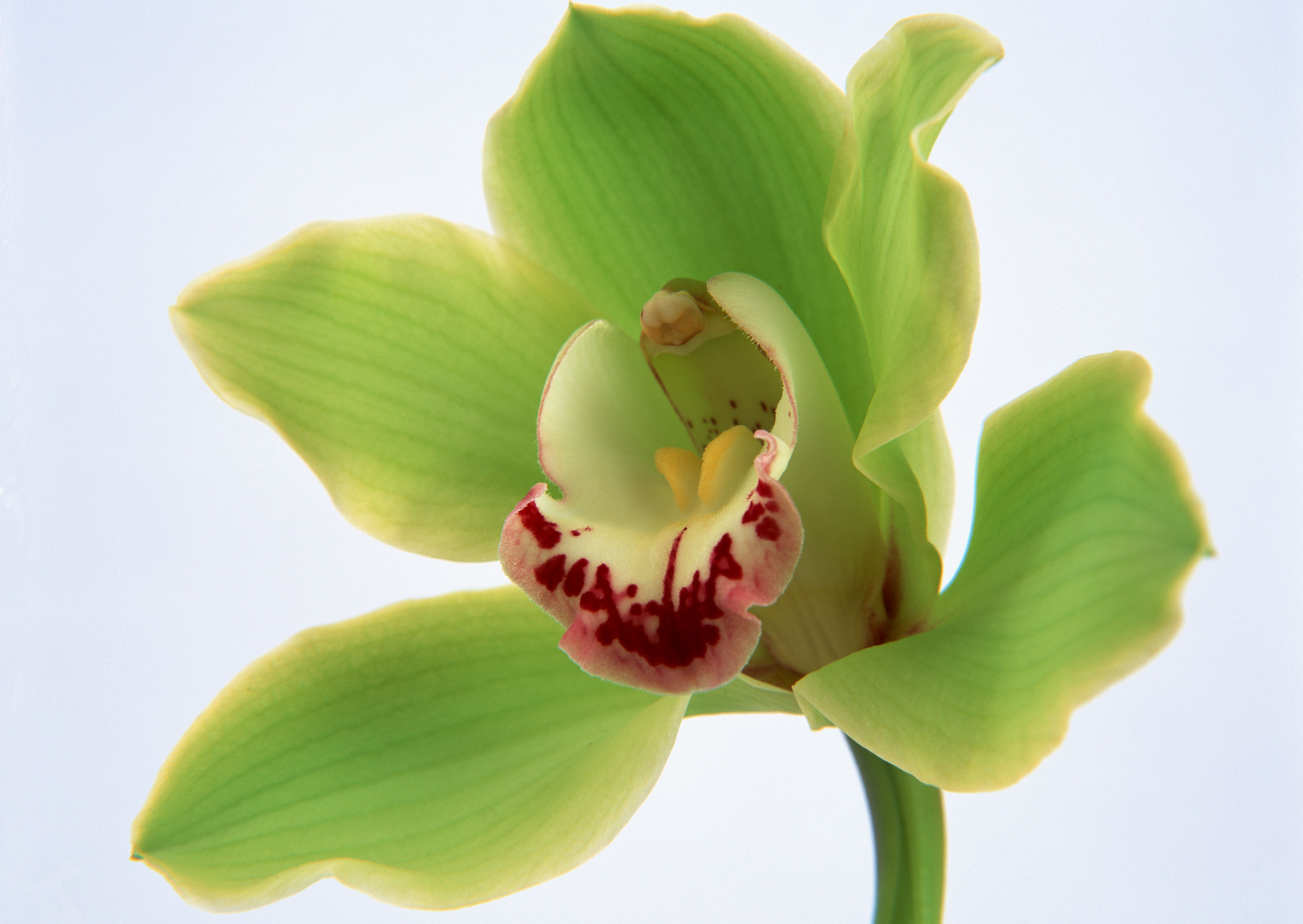 Free download high resolution image - free image free photo free stock image public domain picture -Green thai orchids flowers.