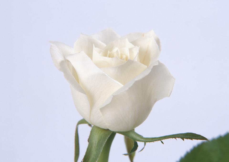 Free download high resolution image - free image free photo free stock image public domain picture  Bud of a white rose