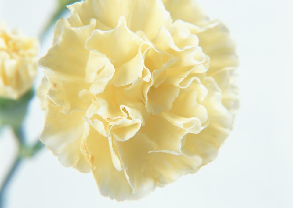 Free download high resolution image - free image free photo free stock image public domain picture  orange pink carnation