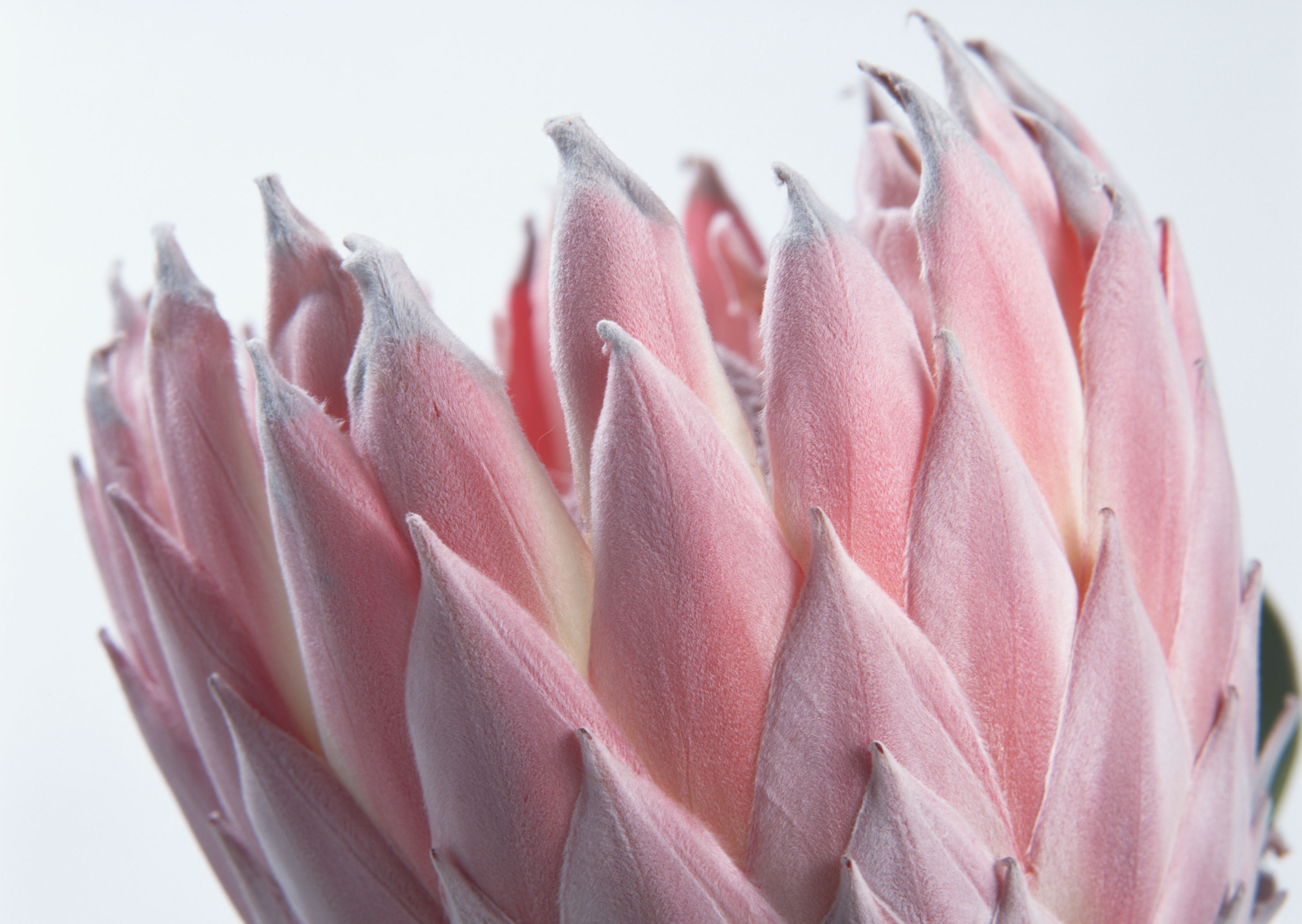 Free download high resolution image - free image free photo free stock image public domain picture -Pink Flower