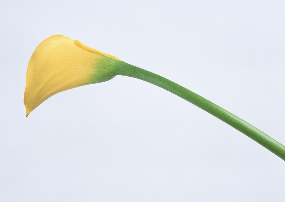 Free download high resolution image - free image free photo free stock image public domain picture  Bouquet of orange Calla lilies