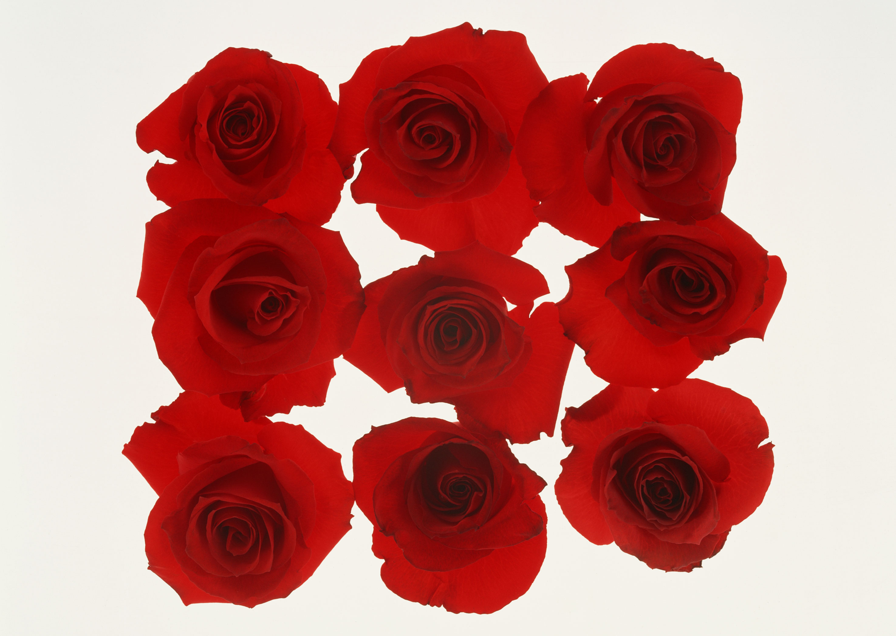 Free download high resolution image - free image free photo free stock image public domain picture -Collage of eight red roses