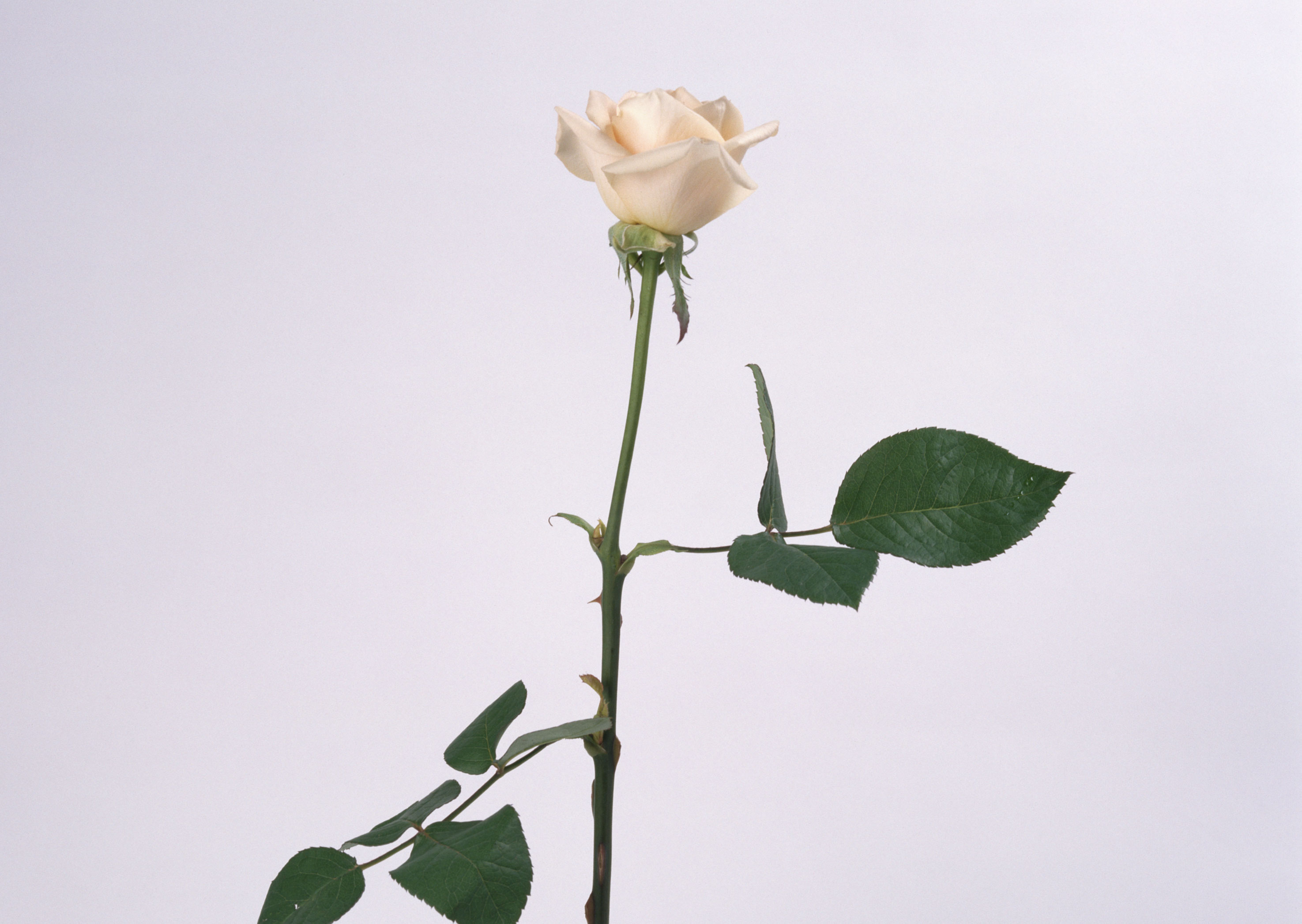 Free download high resolution image - free image free photo free stock image public domain picture -white rose