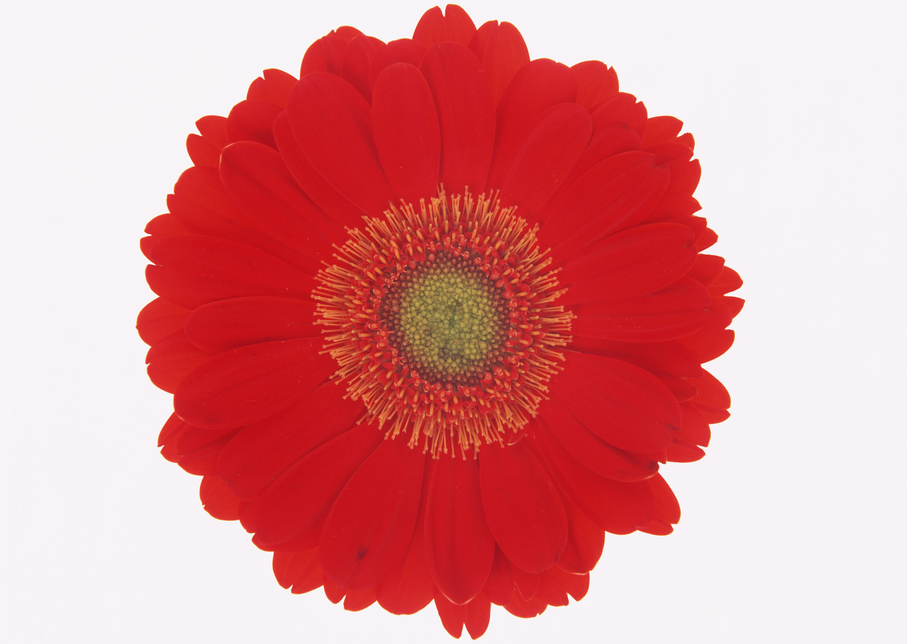 Free download high resolution image - free image free photo free stock image public domain picture -Gerbera Daisy