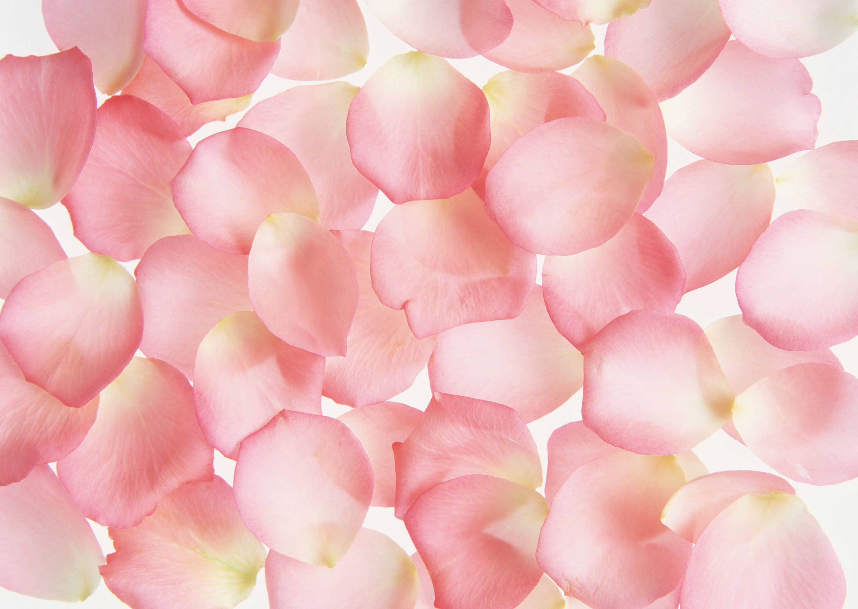 Free download high resolution image - free image free photo free stock image public domain picture -Petals of roses