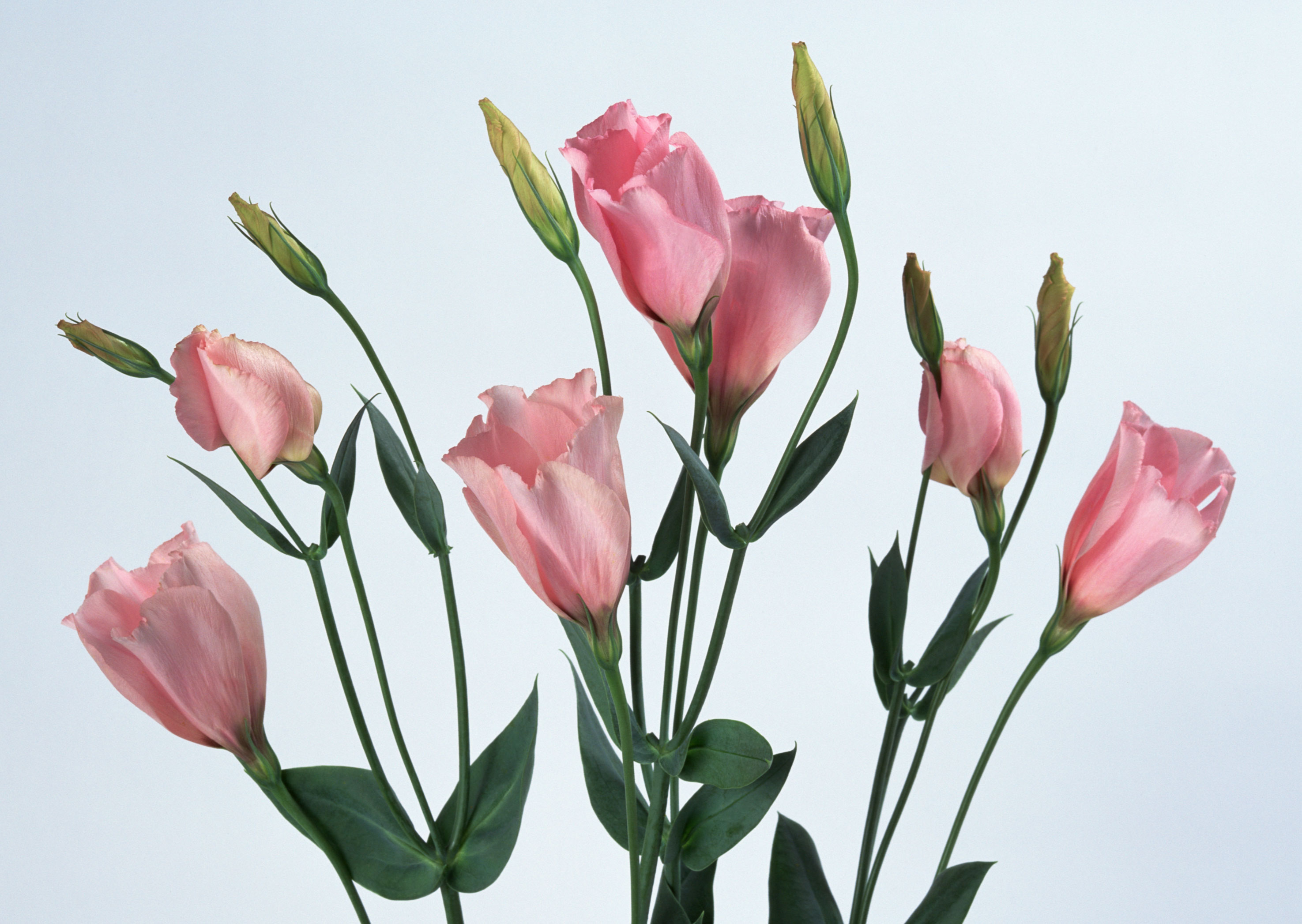 Free download high resolution image - free image free photo free stock image public domain picture -Pink Colored Tulip