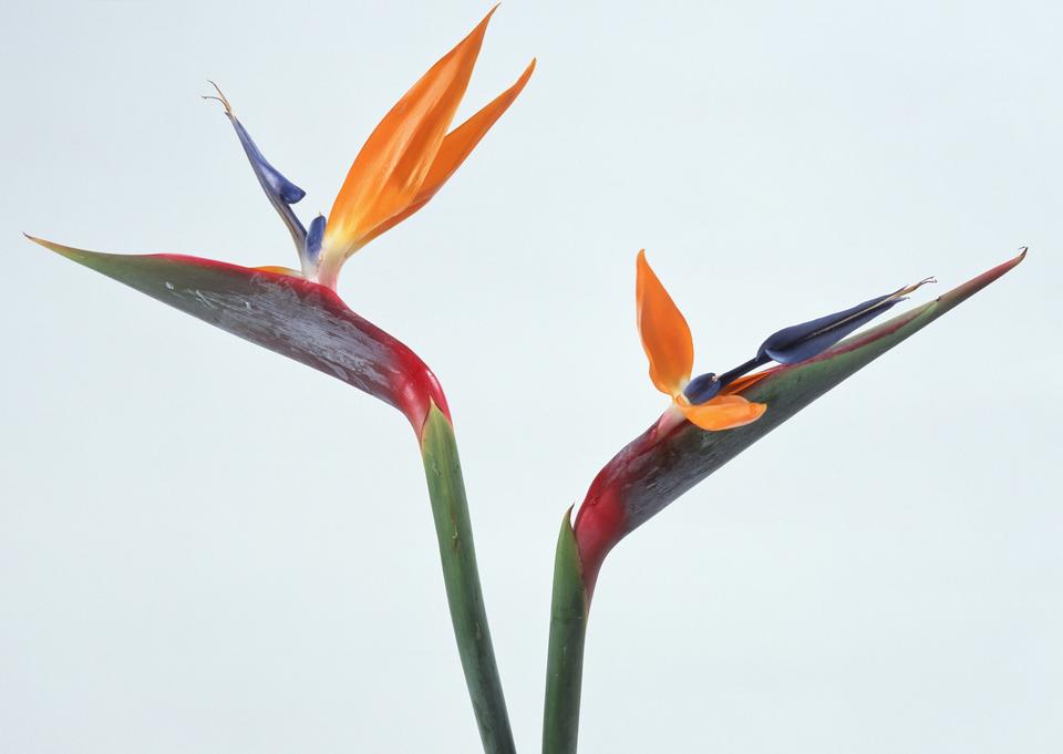 Free download high resolution image - free image free photo free stock image public domain picture  Bird of Paradise Flowers