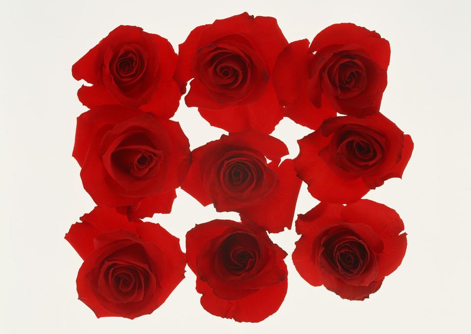 Free download high resolution image - free image free photo free stock image public domain picture  Collage of eight red roses