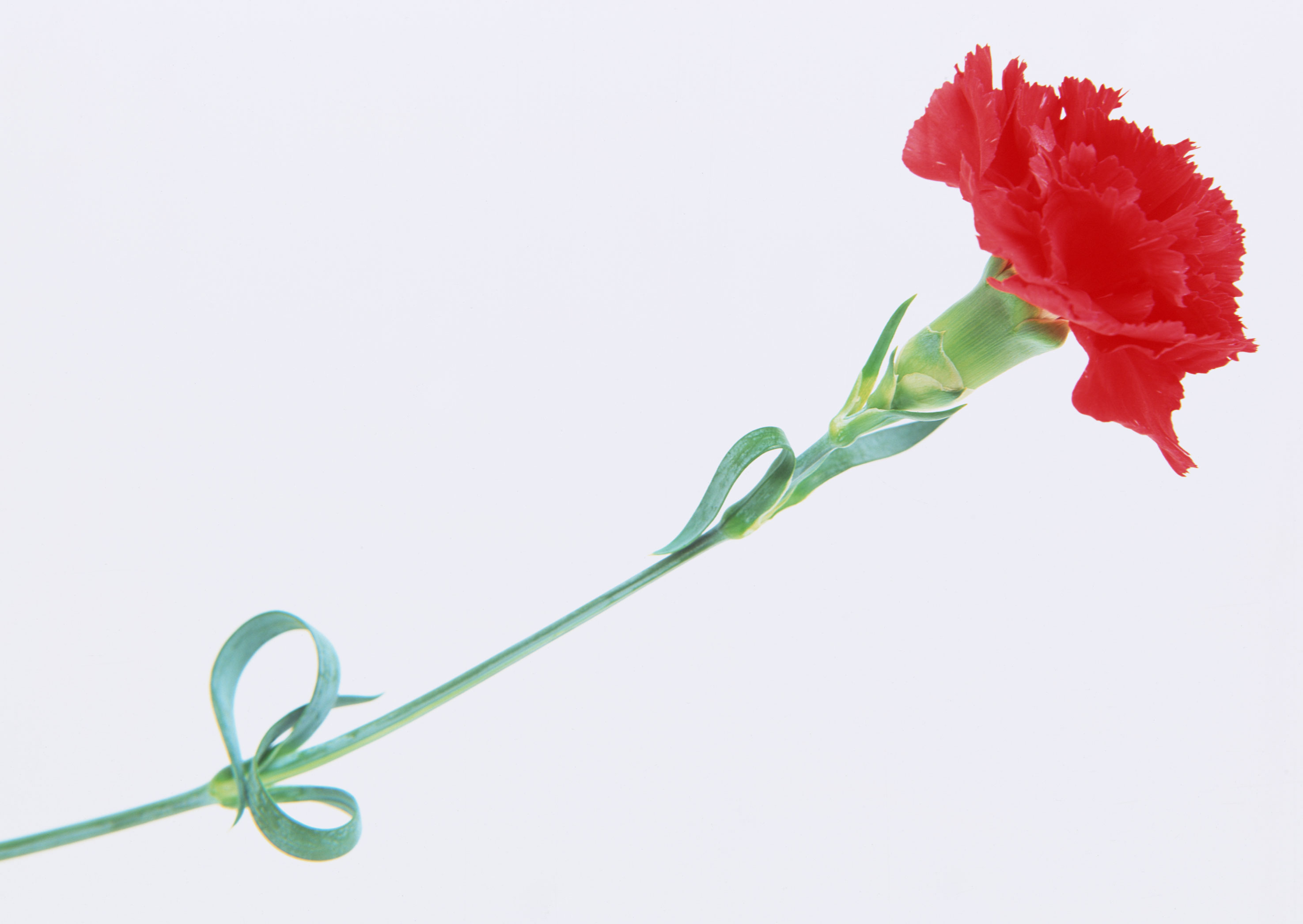 Free download high resolution image - free image free photo free stock image public domain picture -Beautiful red carnation