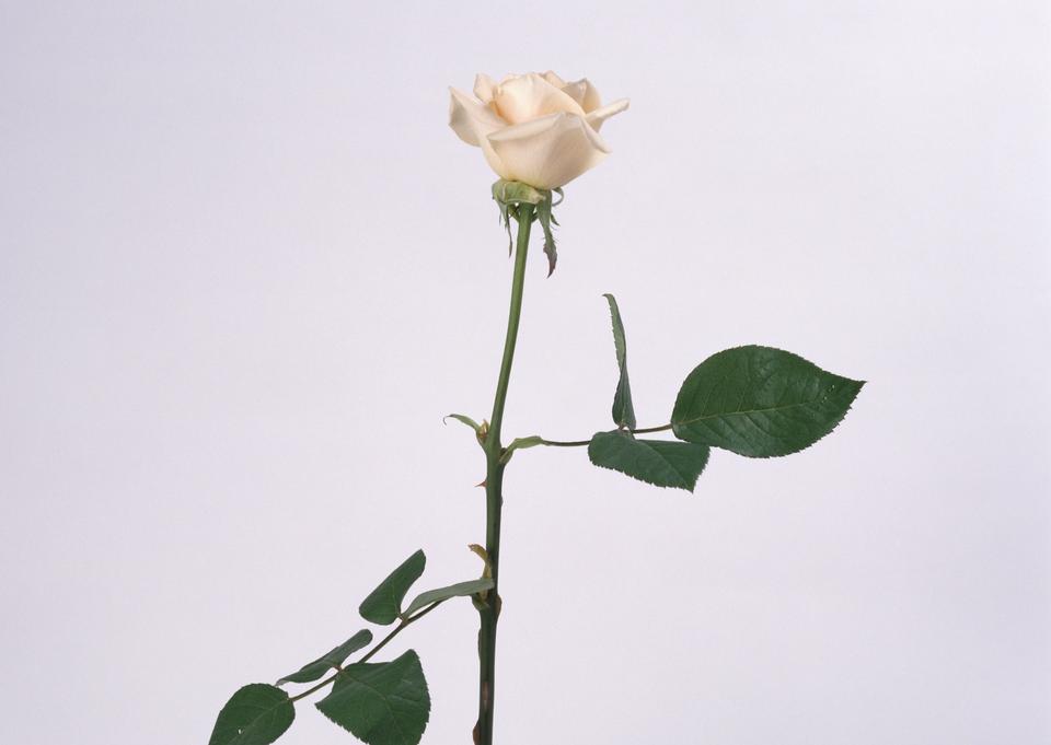 Free download high resolution image - free image free photo free stock image public domain picture  white rose