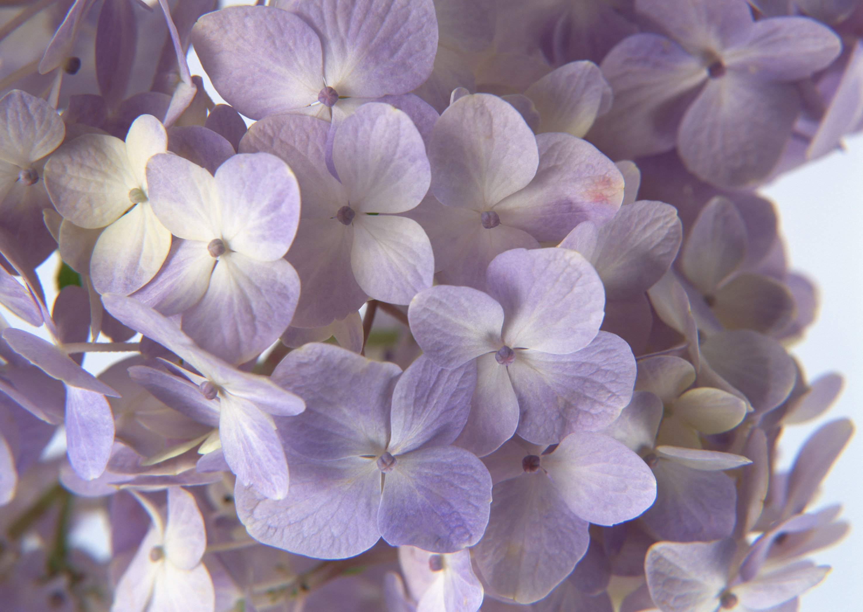 Free download high resolution image - free image free photo free stock image public domain picture -lilac over white