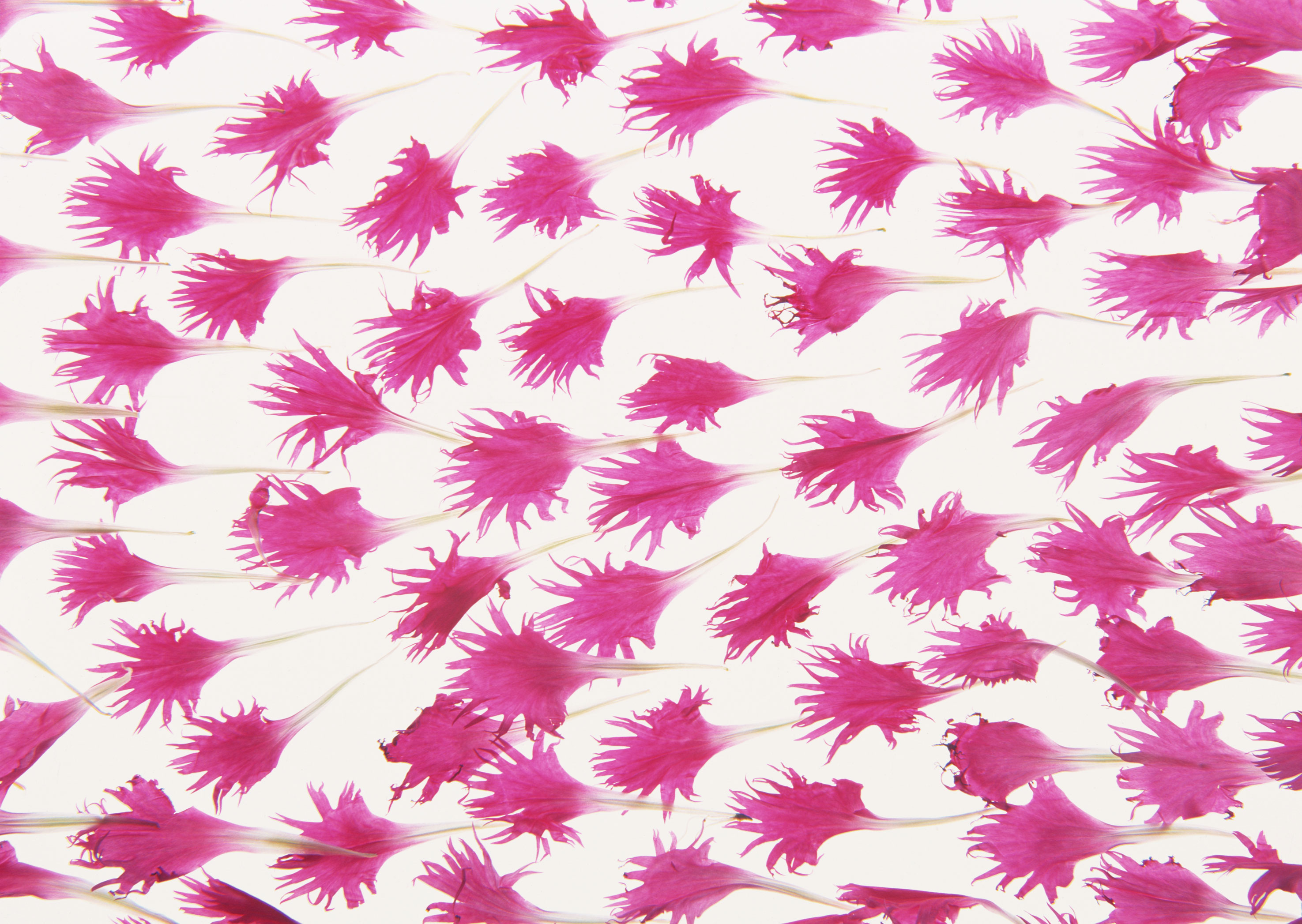 Free download high resolution image - free image free photo free stock image public domain picture -Studio Shot of Pink and White Colored Petals