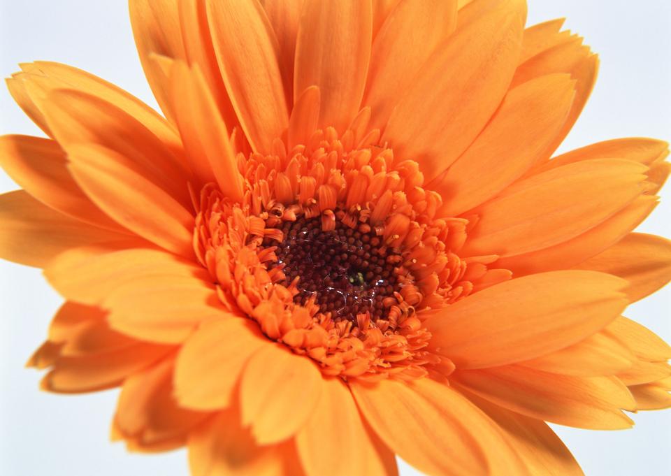 Free download high resolution image - free image free photo free stock image public domain picture  Orange color gerber flowers