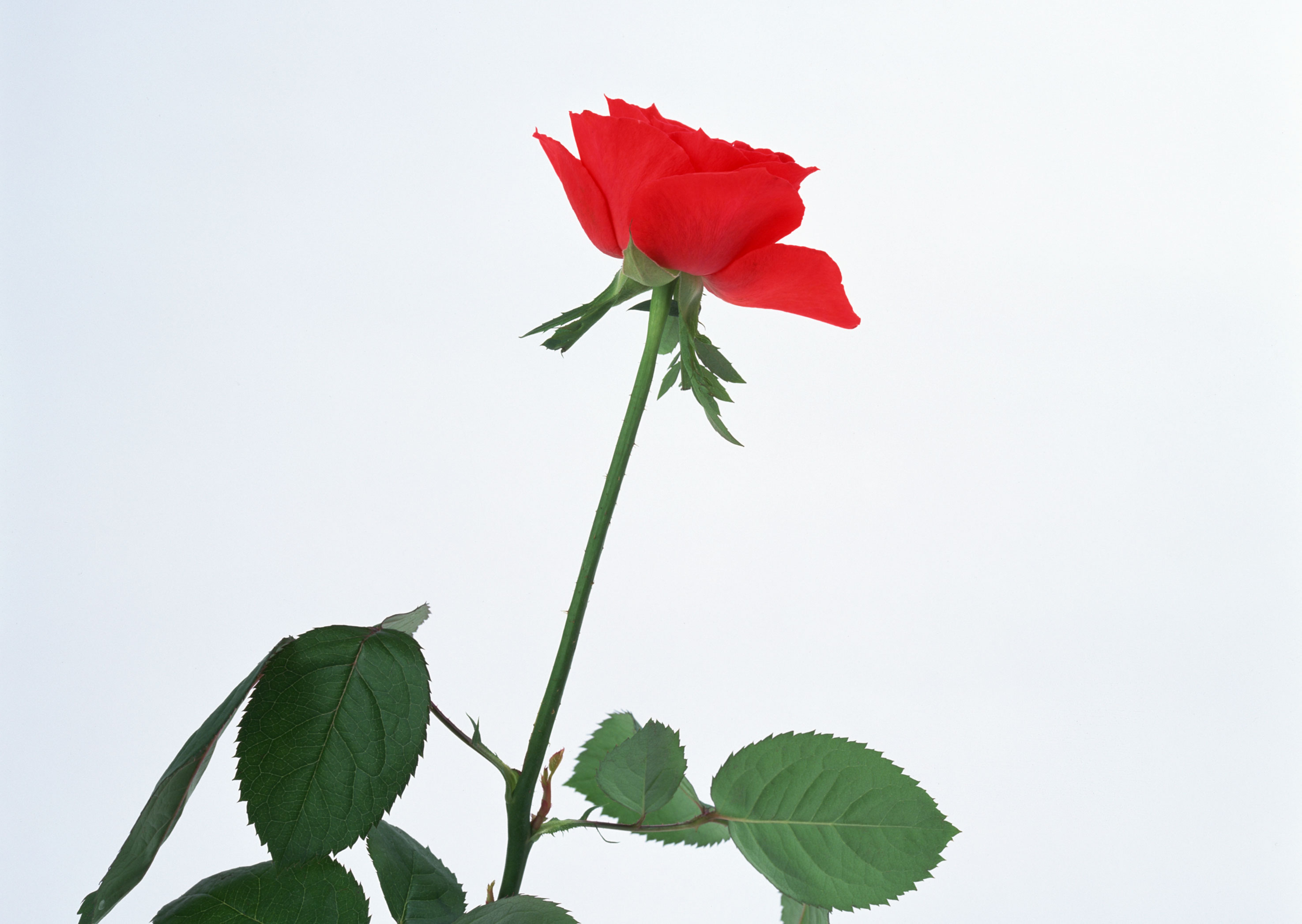 Free download high resolution image - free image free photo free stock image public domain picture -beautiful red rose