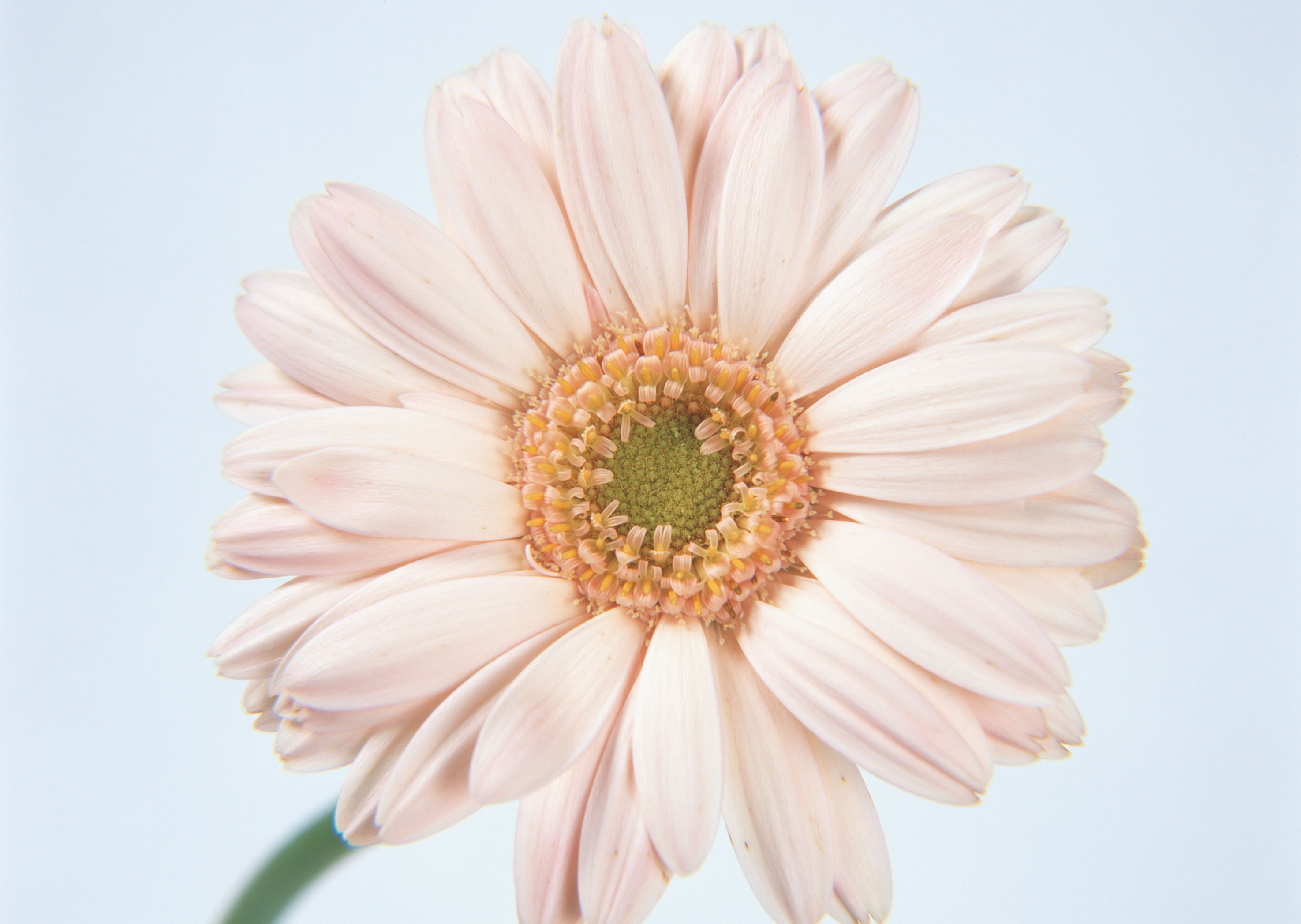 Free download high resolution image - free image free photo free stock image public domain picture -Pink daisy flower