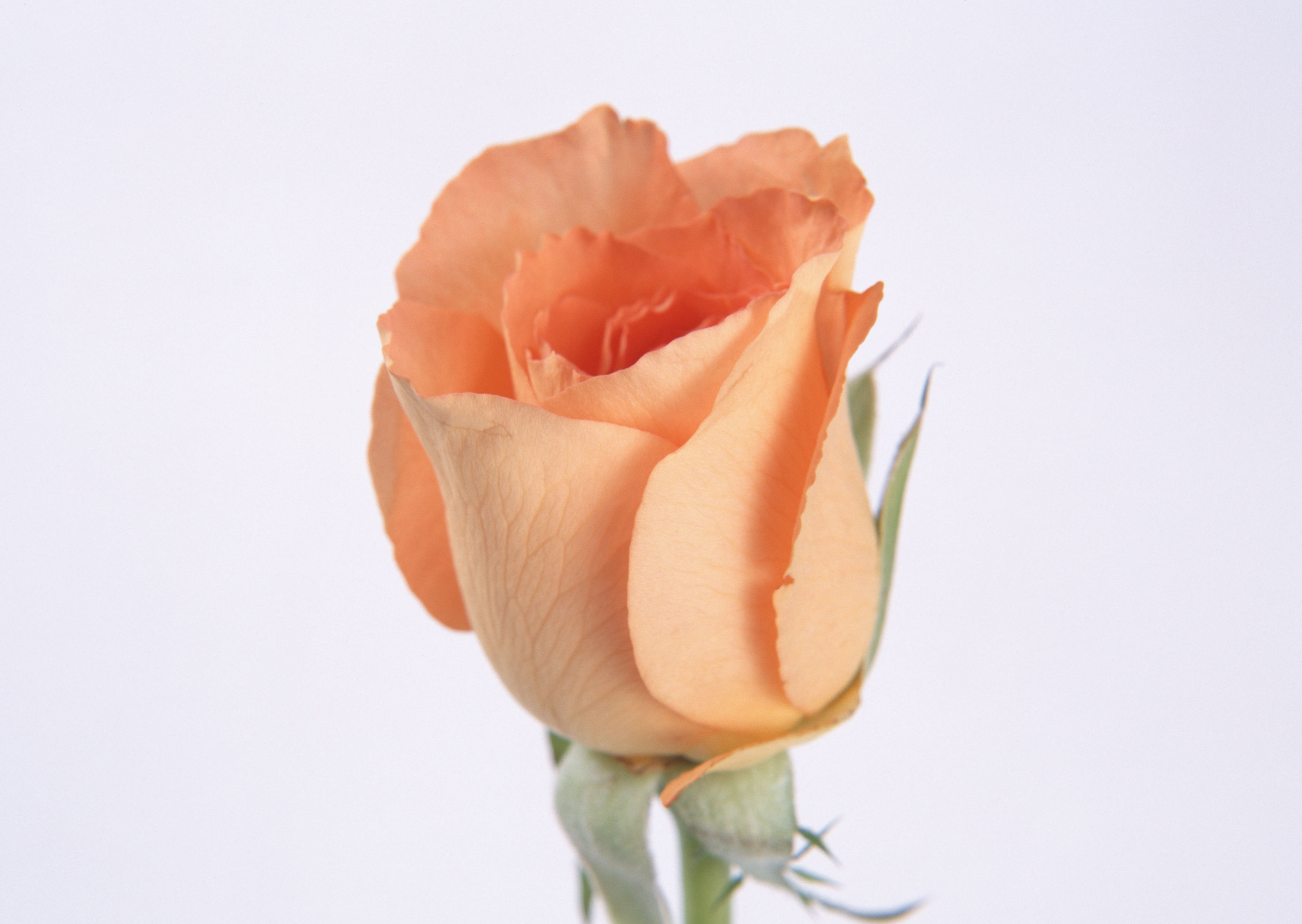 Free download high resolution image - free image free photo free stock image public domain picture -Single beautiful orange rose