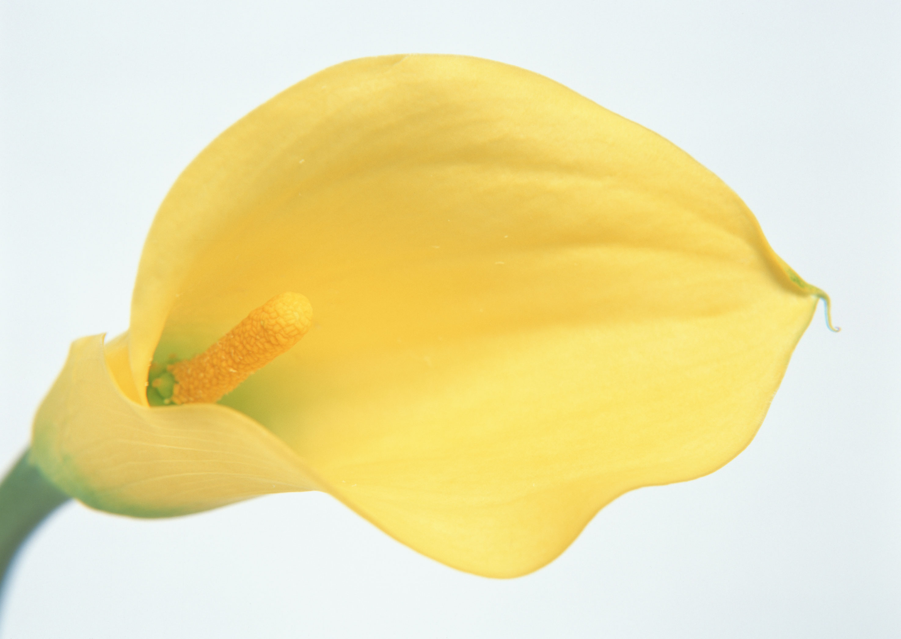 Free download high resolution image - free image free photo free stock image public domain picture -Yellow Zantedeschia